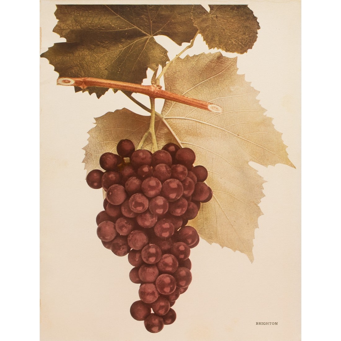 1900s U. P. Hedrick, Original Antique Photogravure of Brighton Grapes: A magnificent original antique photogravure (print) of Brighton Grapes by Ulysses Prentiss Hedrick (1870-1951). Superb quality. Printed on one side on heavy paper. Published and printed in early 1900s