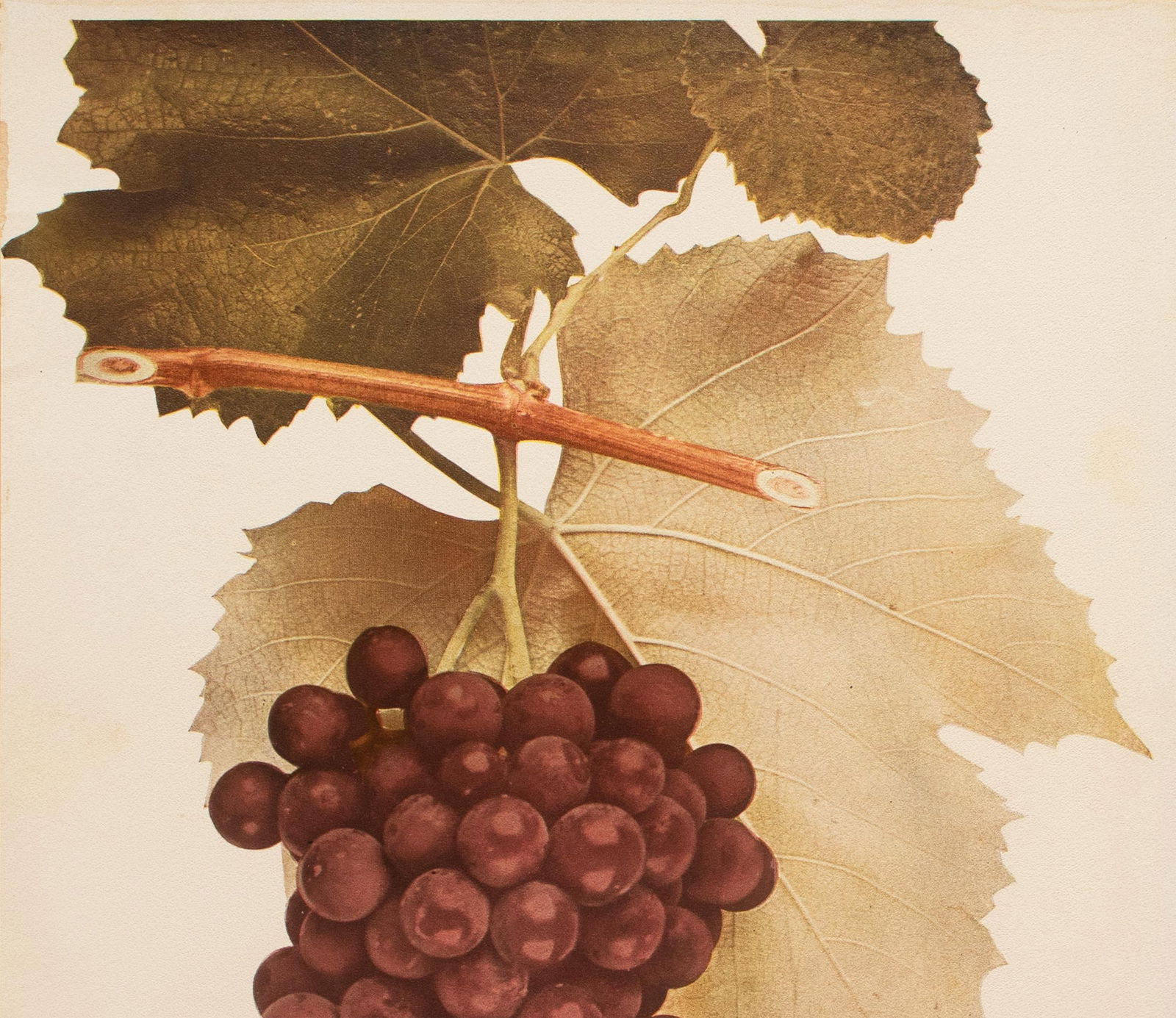 1900s U. P. Hedrick, Original Antique Photogravure of Brighton Grapes - 2