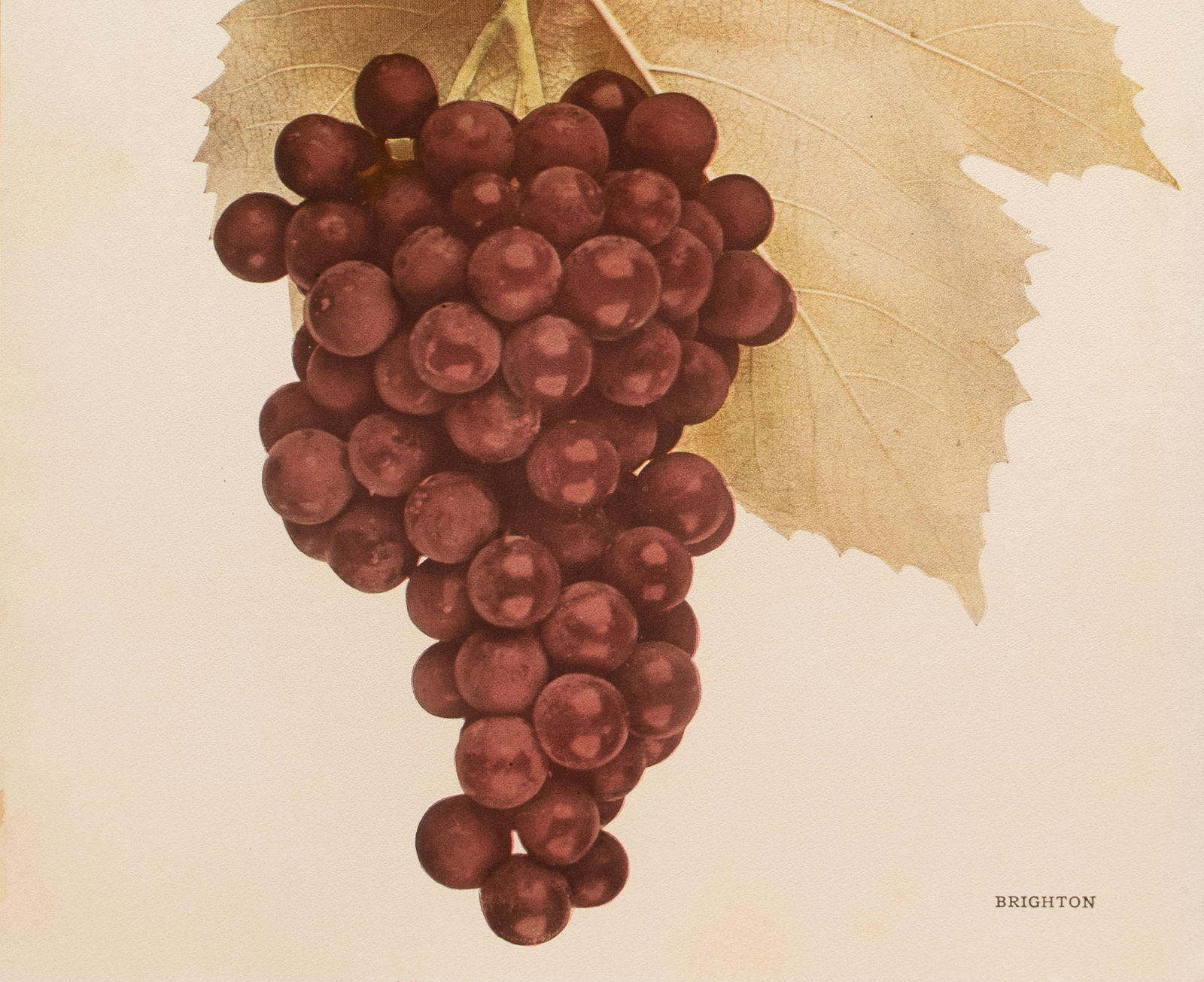 1900s U. P. Hedrick, Original Antique Photogravure of Brighton Grapes - 3