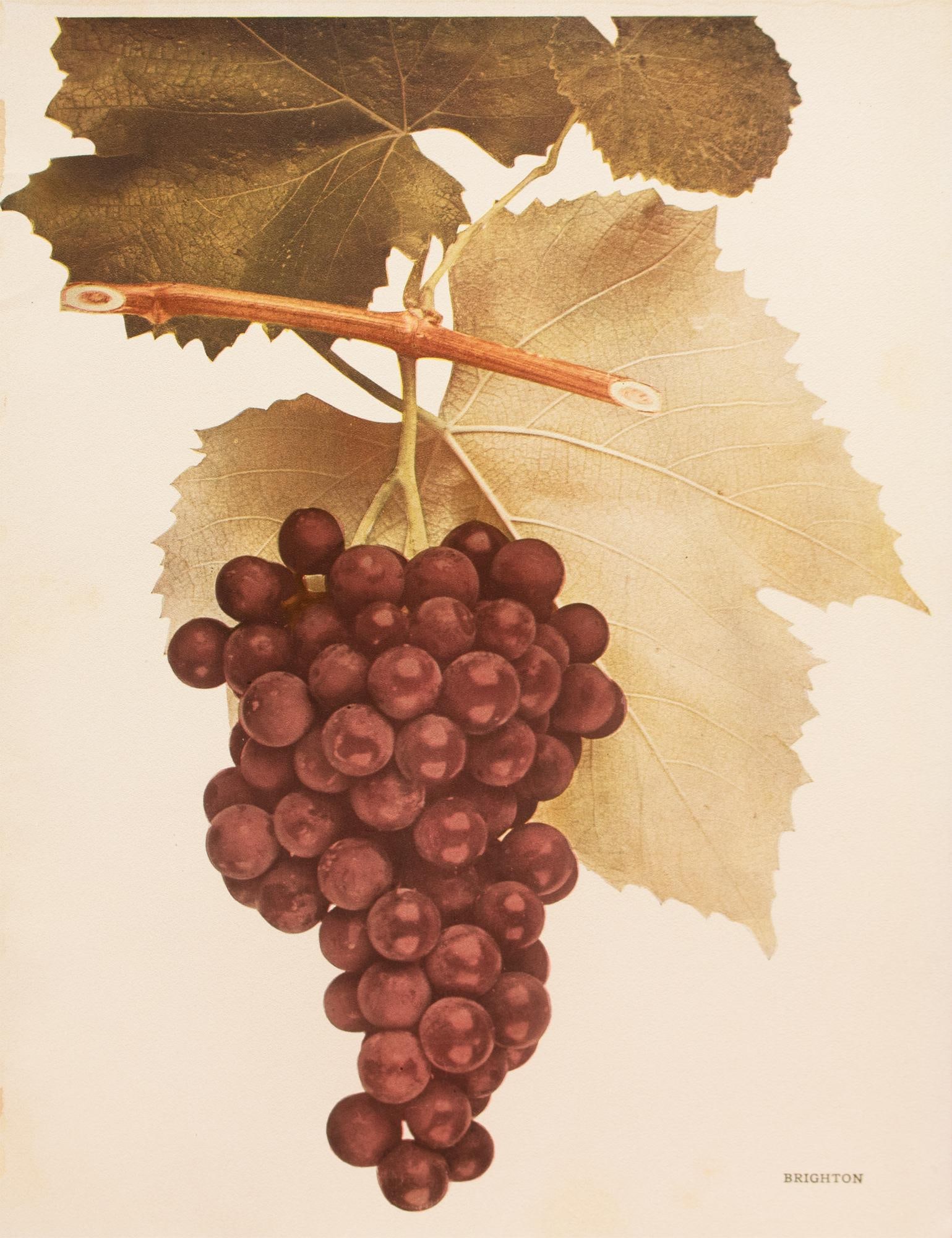 1900s U. P. Hedrick, Original Antique Photogravure of Brighton Grapes - 4