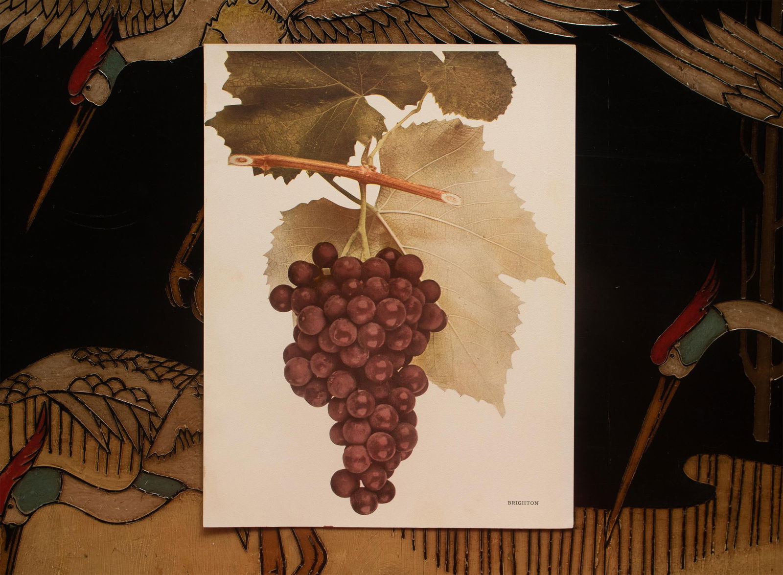 1900s U. P. Hedrick, Original Antique Photogravure of Brighton Grapes - 5