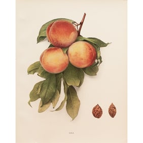 1900s U. P. Hedrick, Original Antique Photogravure of Lola Peaches