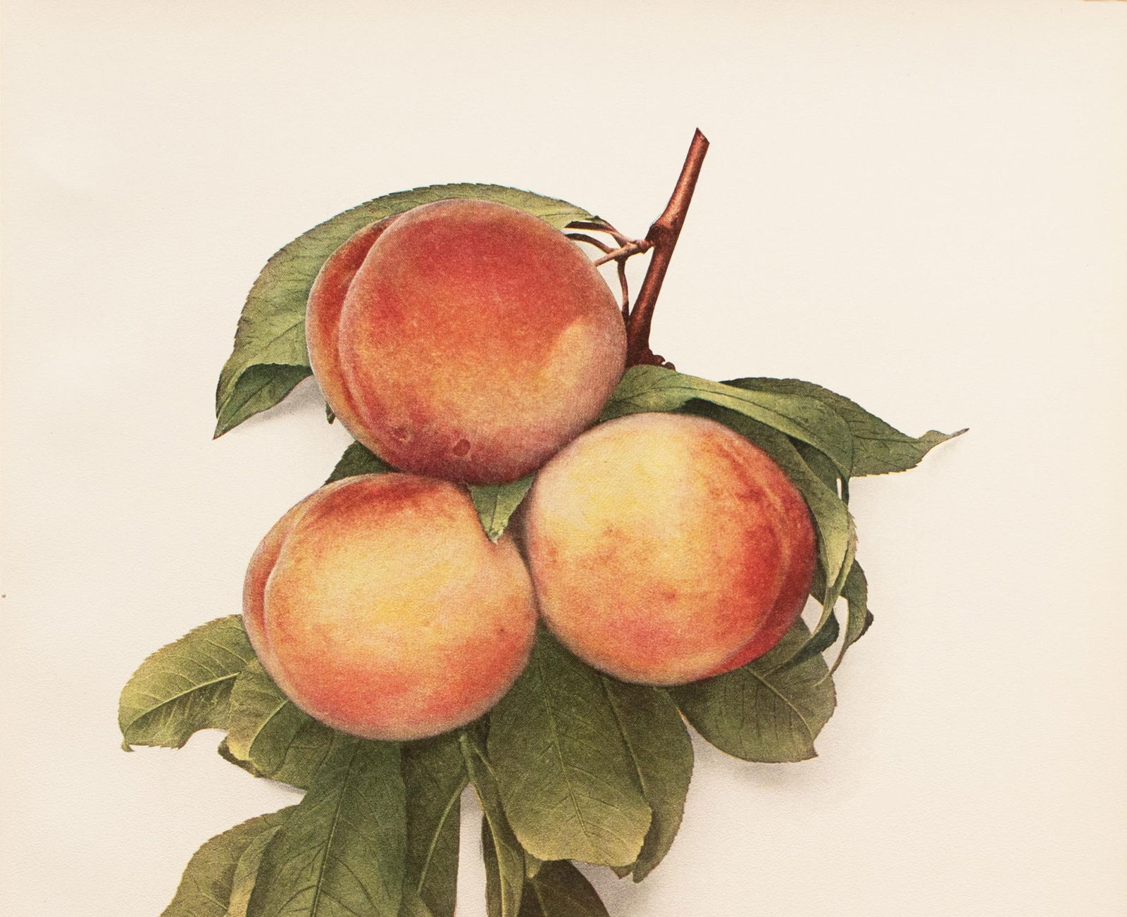 1900s U. P. Hedrick, Original Antique Photogravure of Lola Peaches - 2