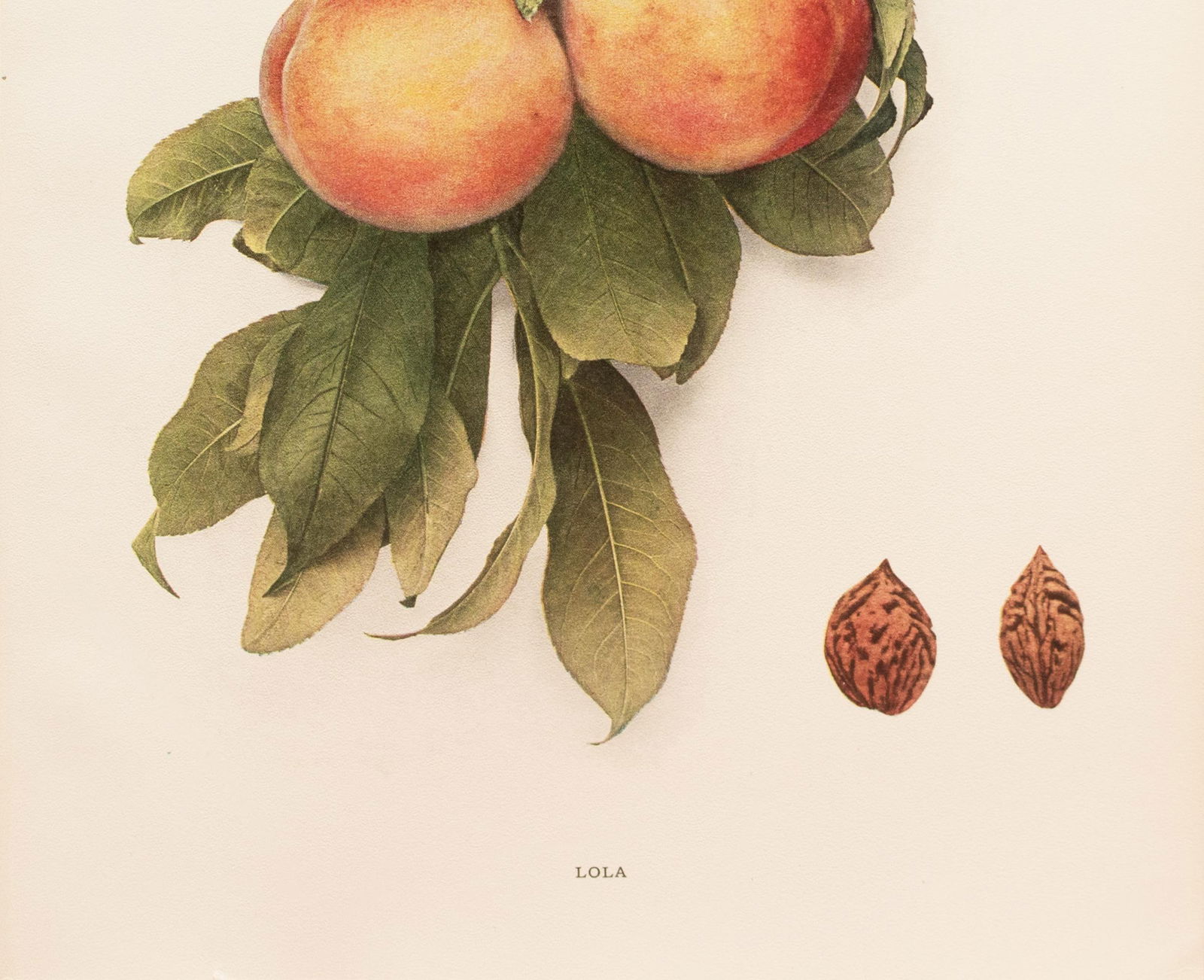 1900s U. P. Hedrick, Original Antique Photogravure of Lola Peaches - 3