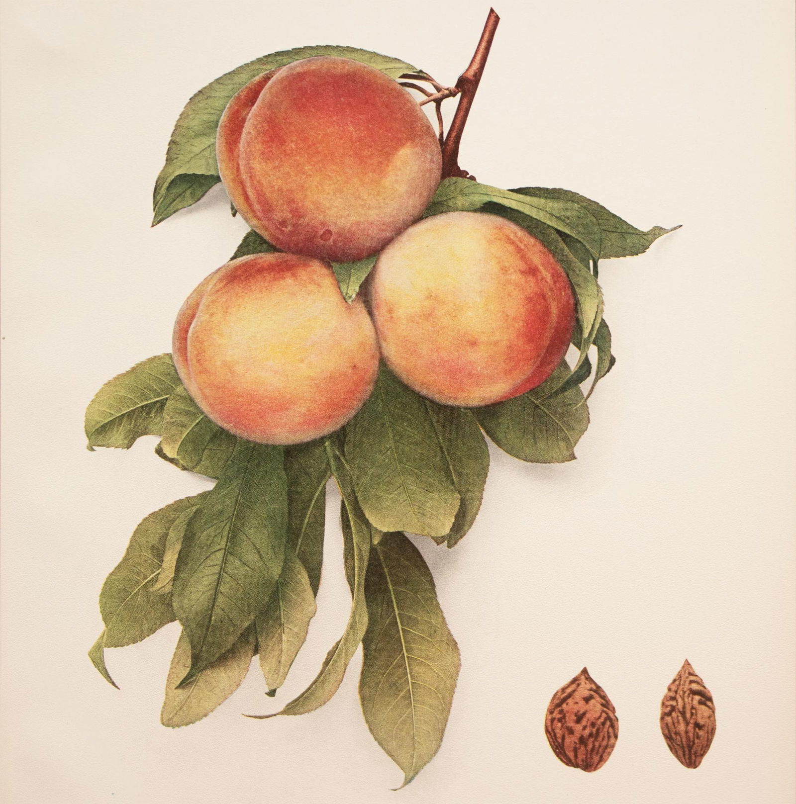 1900s U. P. Hedrick, Original Antique Photogravure of Lola Peaches - 4