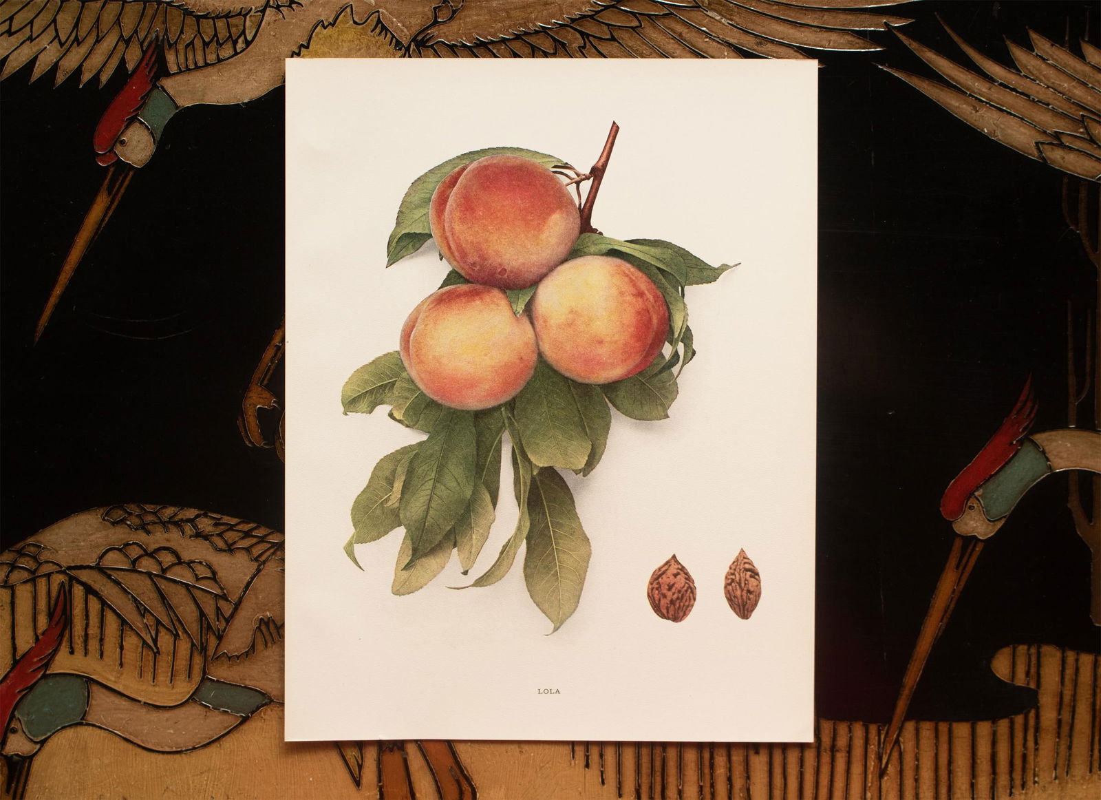 1900s U. P. Hedrick, Original Antique Photogravure of Lola Peaches - 6