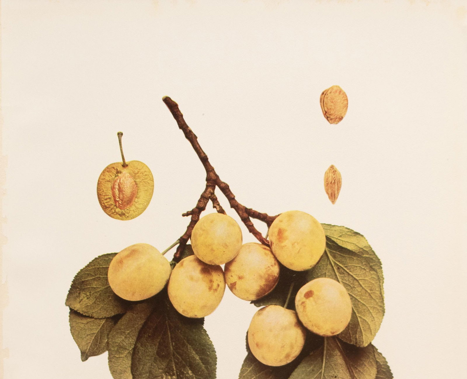 1900s U. P. Hedrick, Original Antique Photogravure of Spaulding Plums - 2