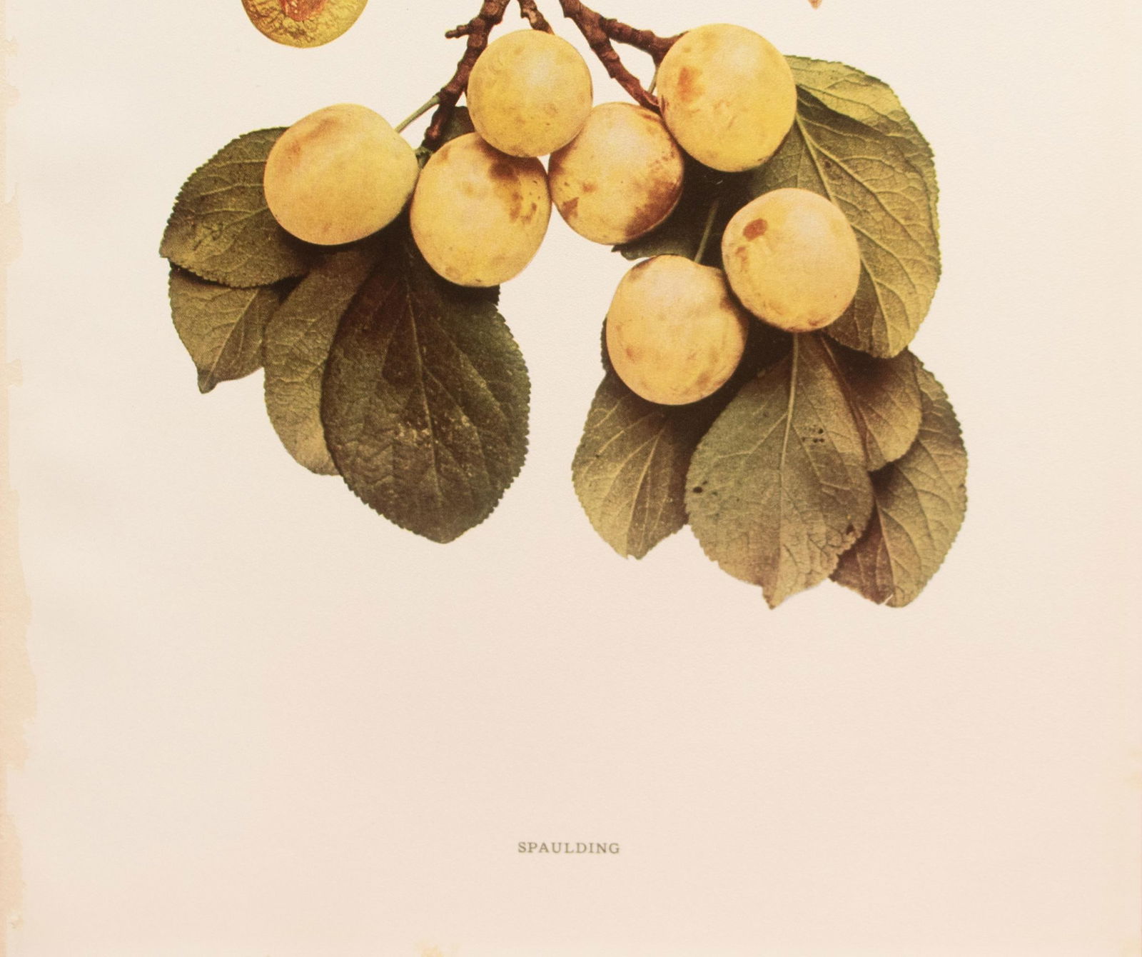 1900s U. P. Hedrick, Original Antique Photogravure of Spaulding Plums - 3