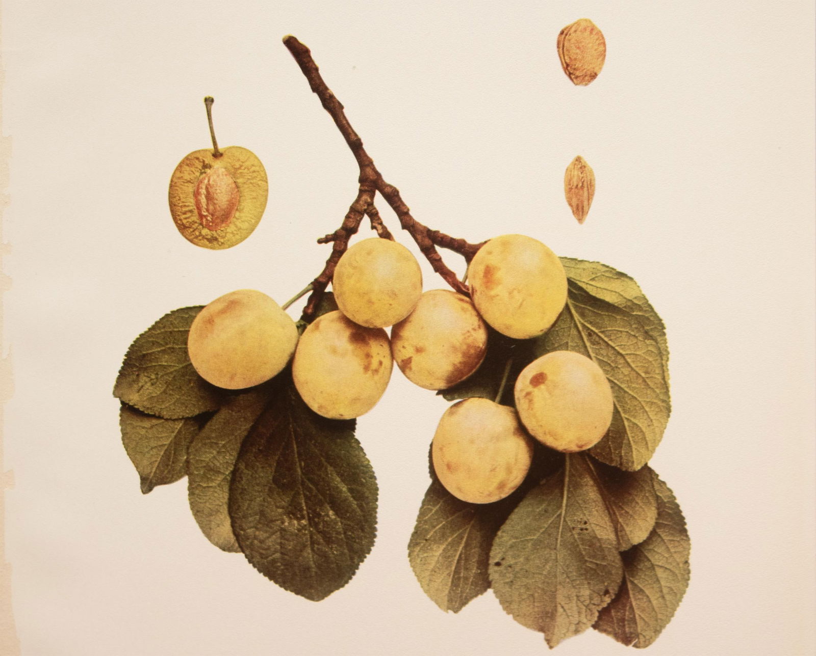 1900s U. P. Hedrick, Original Antique Photogravure of Spaulding Plums - 4