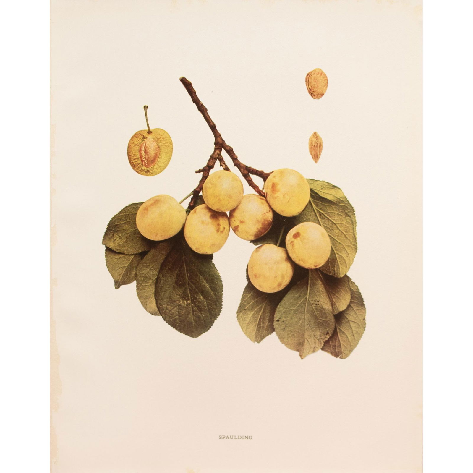 1900s U. P. Hedrick, Original Antique Photogravure of Spaulding Plums - 7
