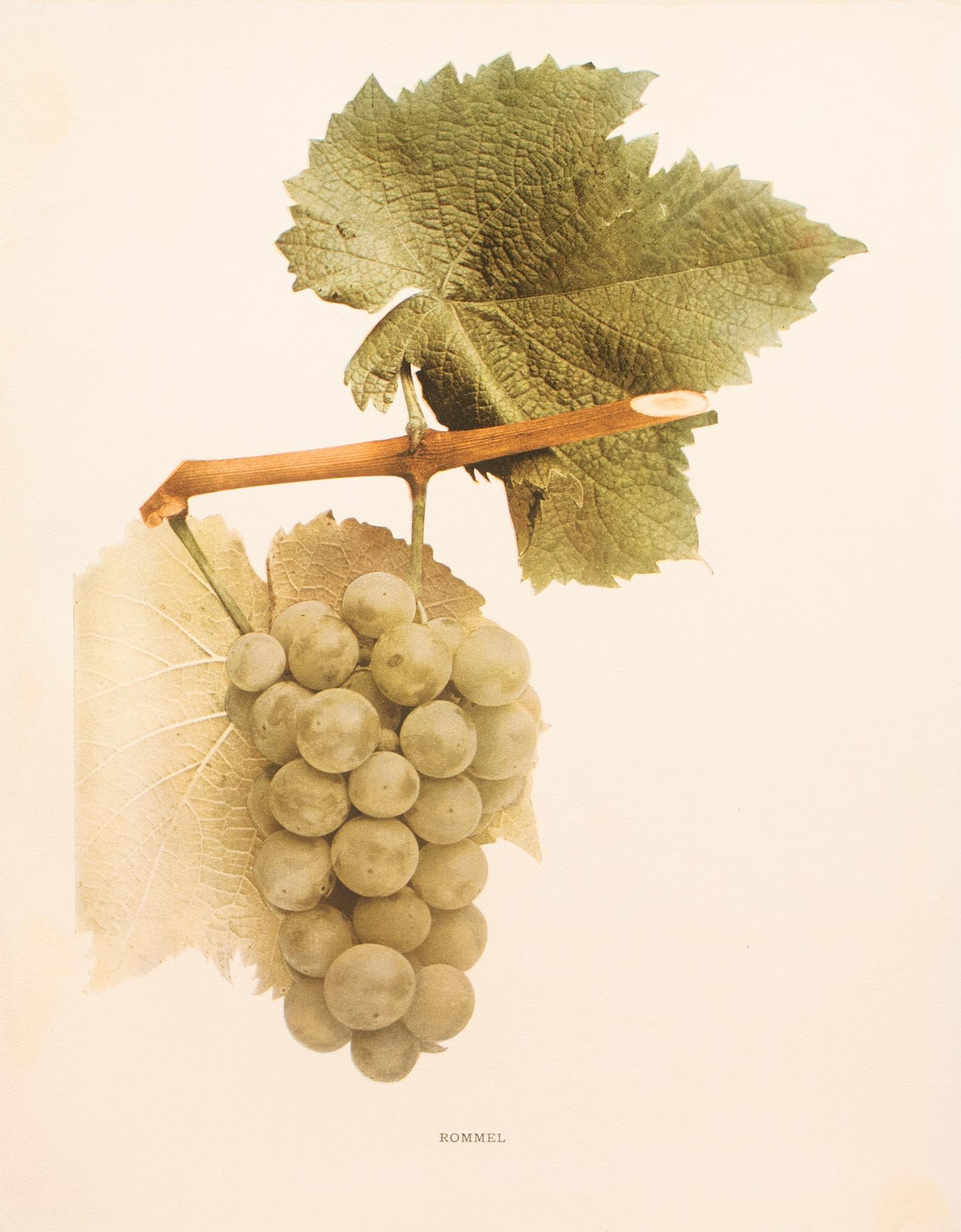 1900s U. P. Hedrick, Original Antique Photogravure of Rommel Grapes - 2
