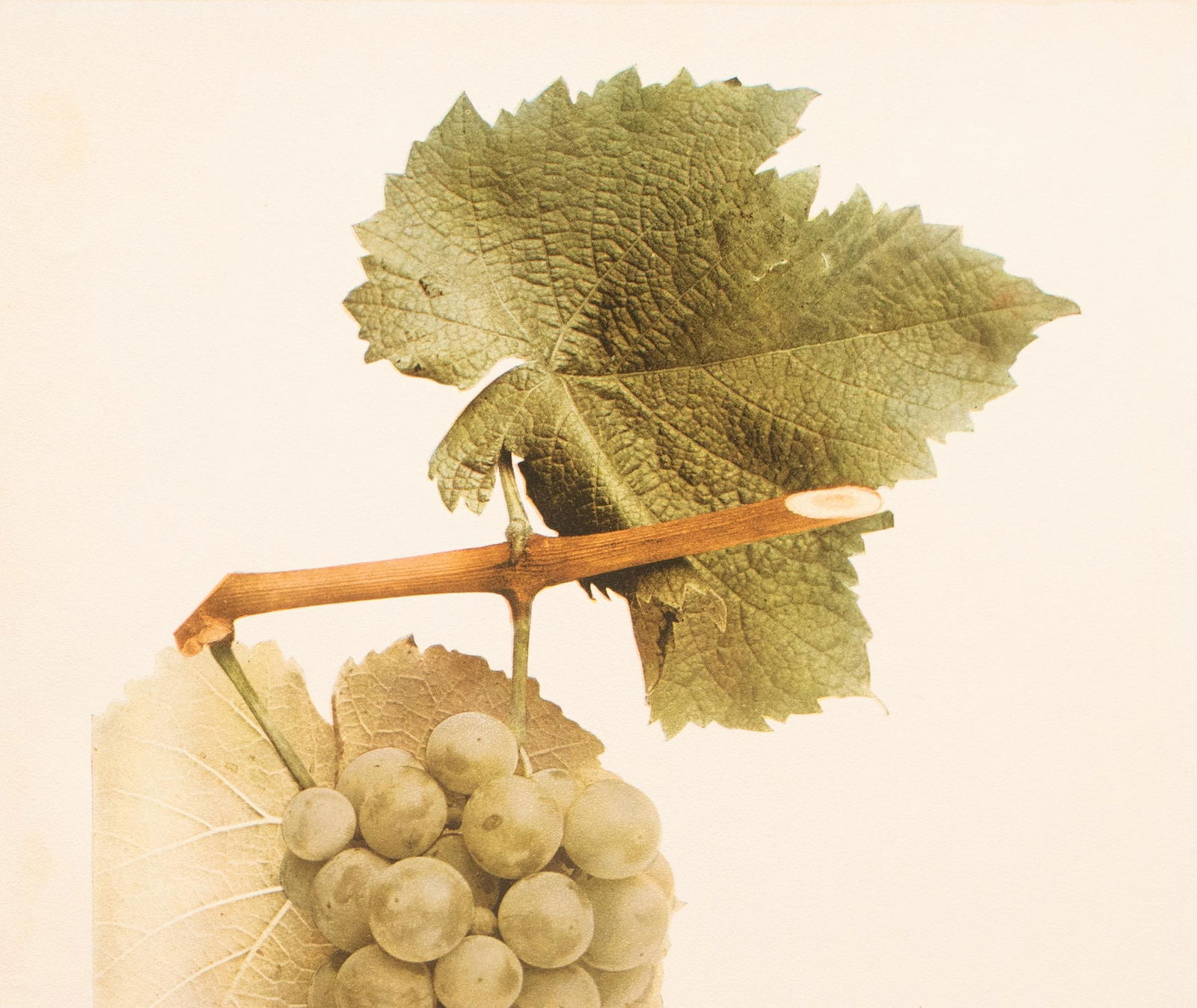 1900s U. P. Hedrick, Original Antique Photogravure of Rommel Grapes - 3