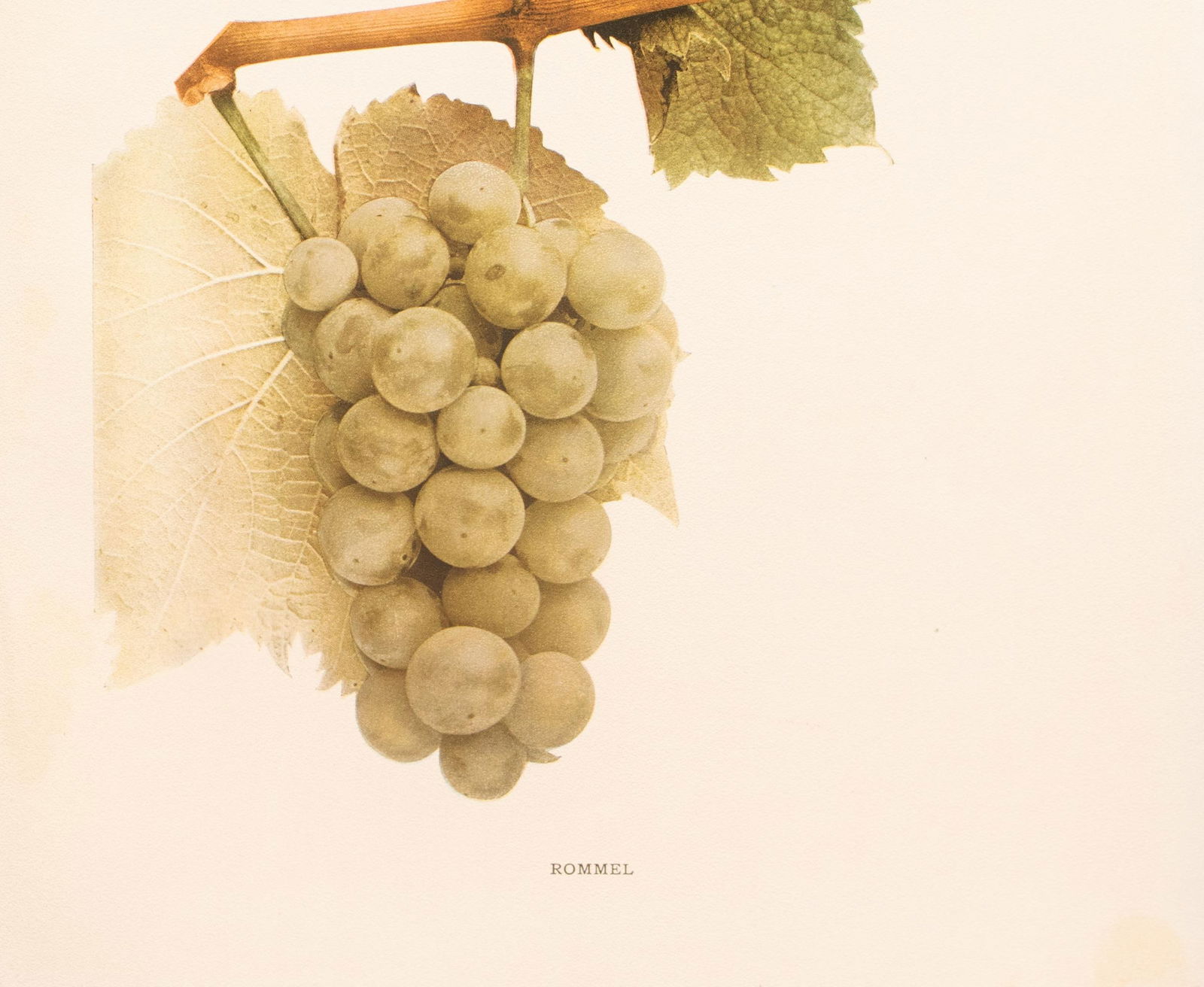 1900s U. P. Hedrick, Original Antique Photogravure of Rommel Grapes - 4