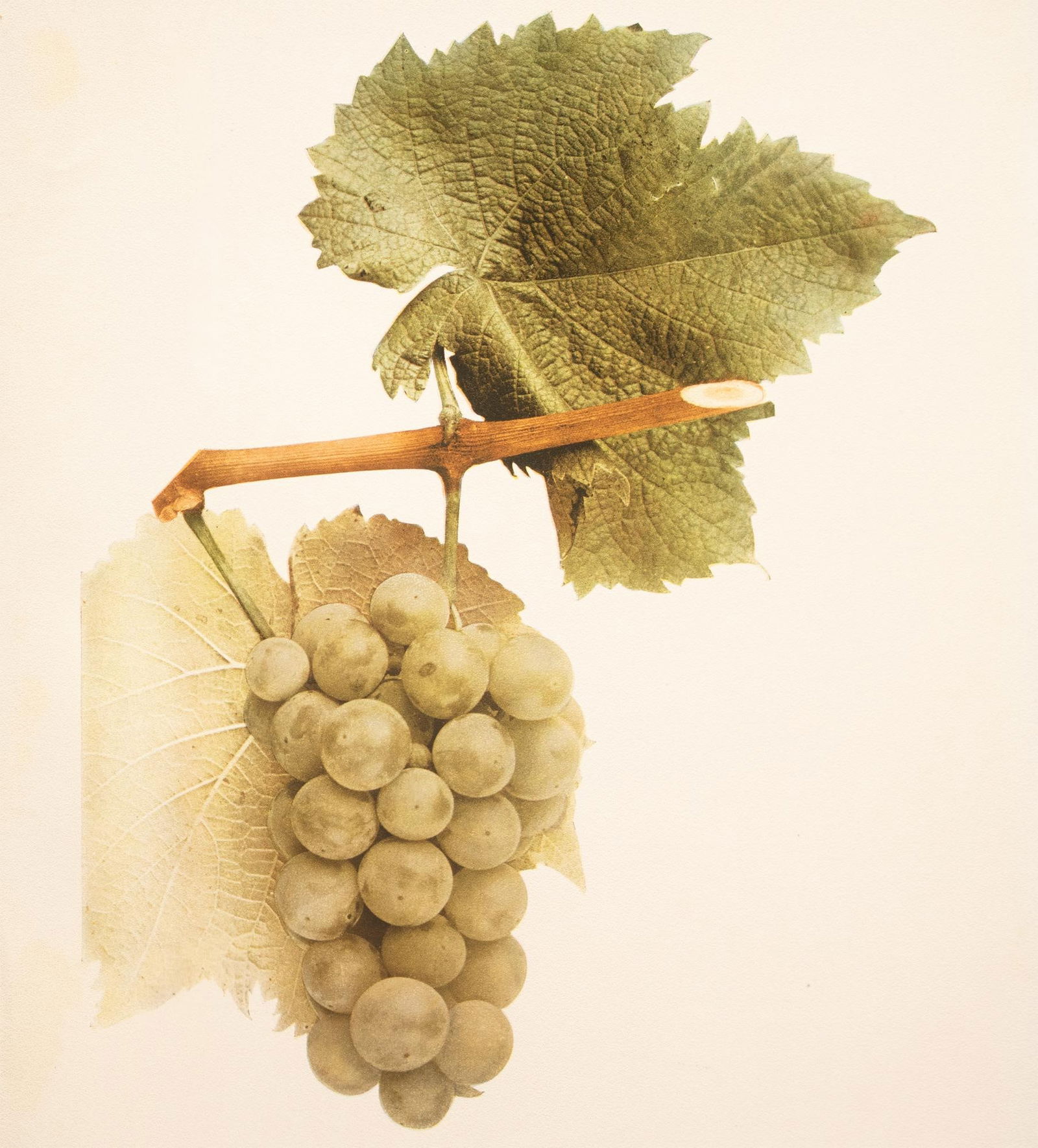 1900s U. P. Hedrick, Original Antique Photogravure of Rommel Grapes - 5