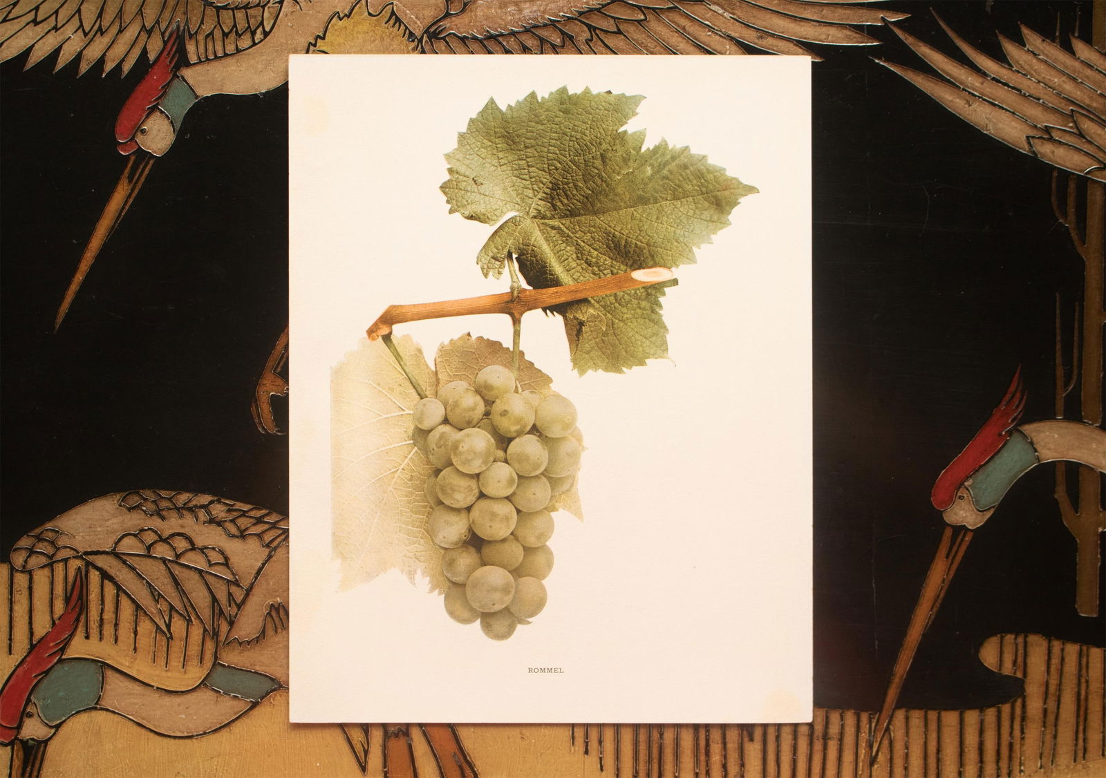 1900s U. P. Hedrick, Original Antique Photogravure of Rommel Grapes - 6