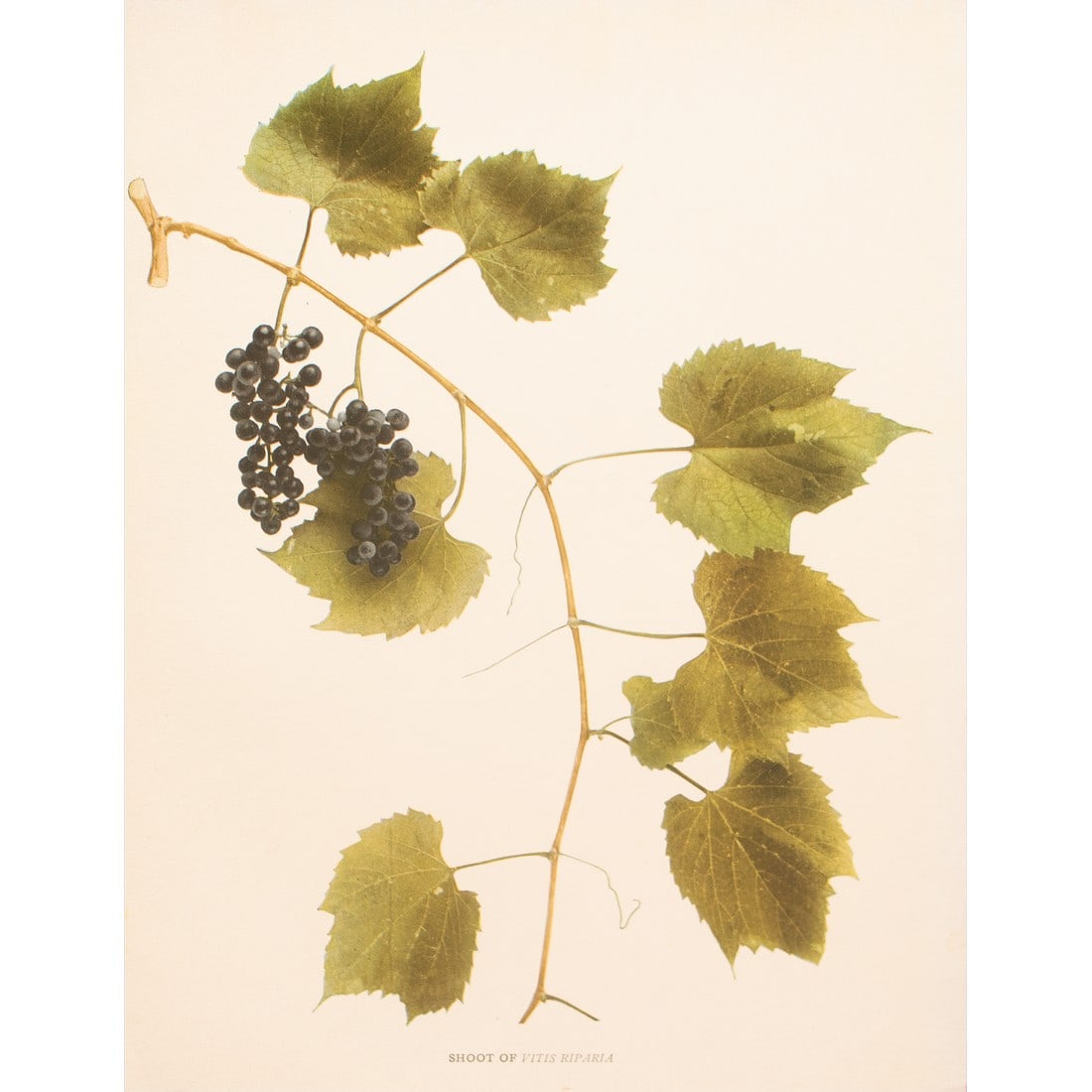 1900s U. P. Hedrick, Original Antique Photogravure of Vitis Riparia Grapes