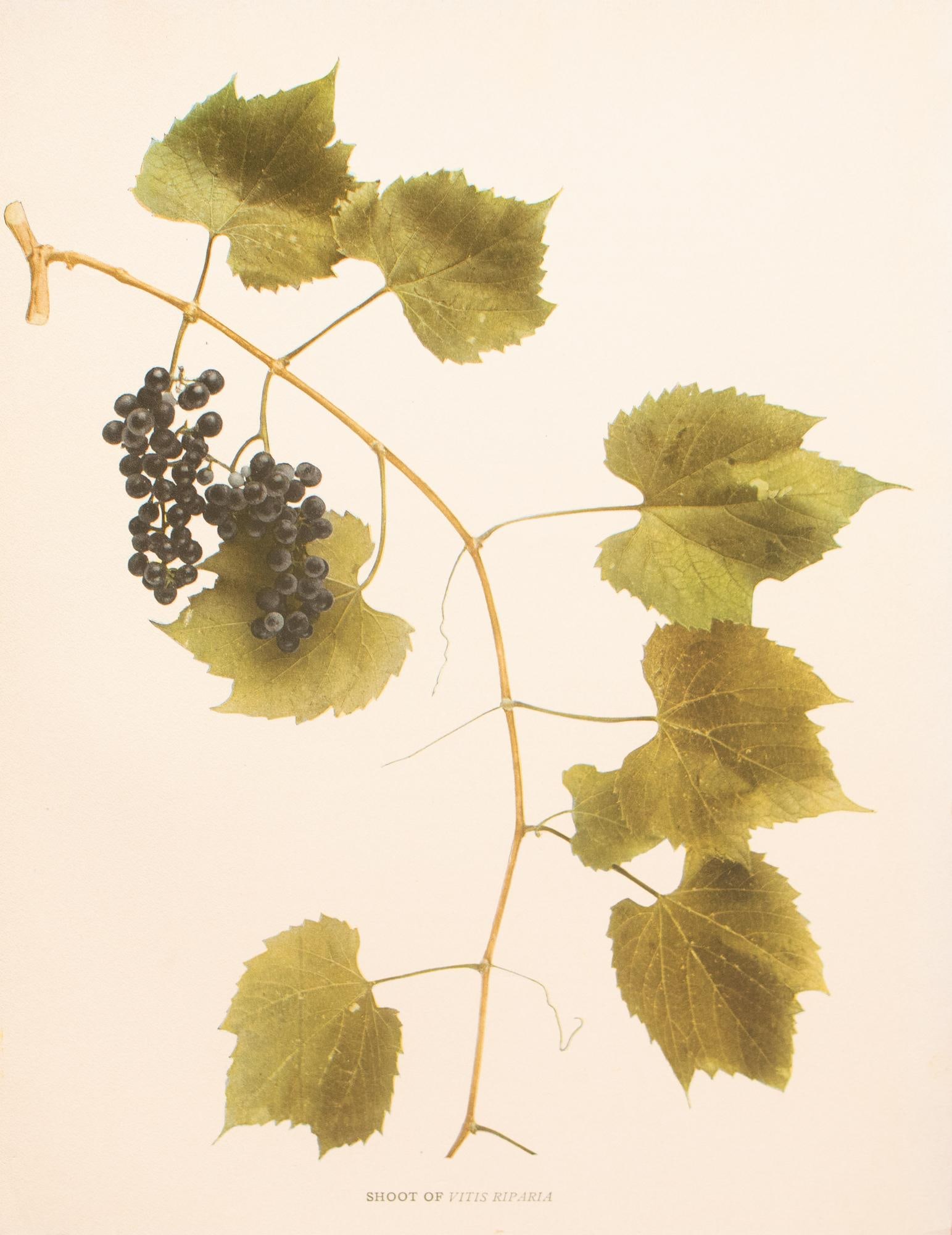 1900s U. P. Hedrick, Original Antique Photogravure of Vitis Riparia Grapes - 2