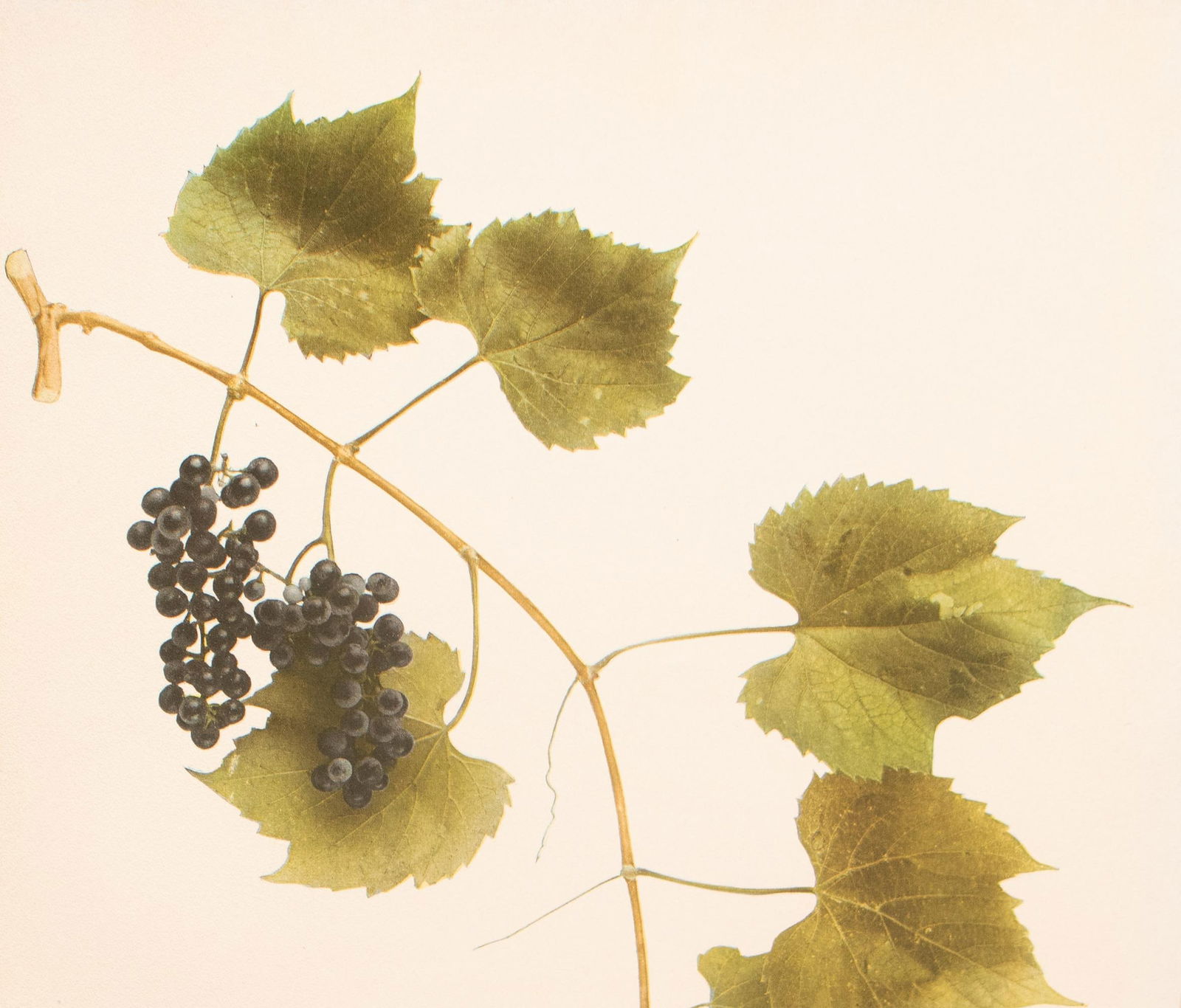 1900s U. P. Hedrick, Original Antique Photogravure of Vitis Riparia Grapes - 3