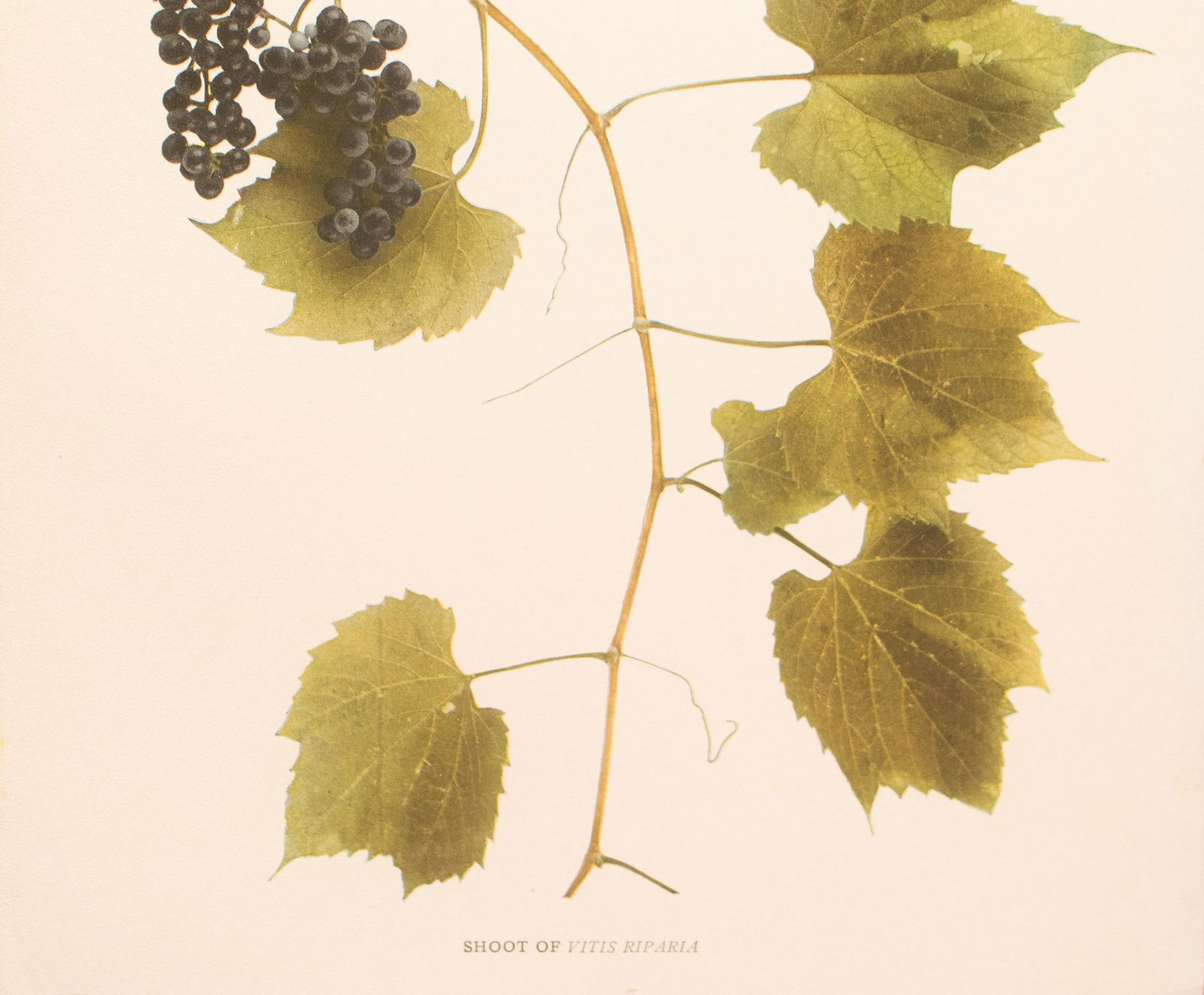 1900s U. P. Hedrick, Original Antique Photogravure of Vitis Riparia Grapes - 4