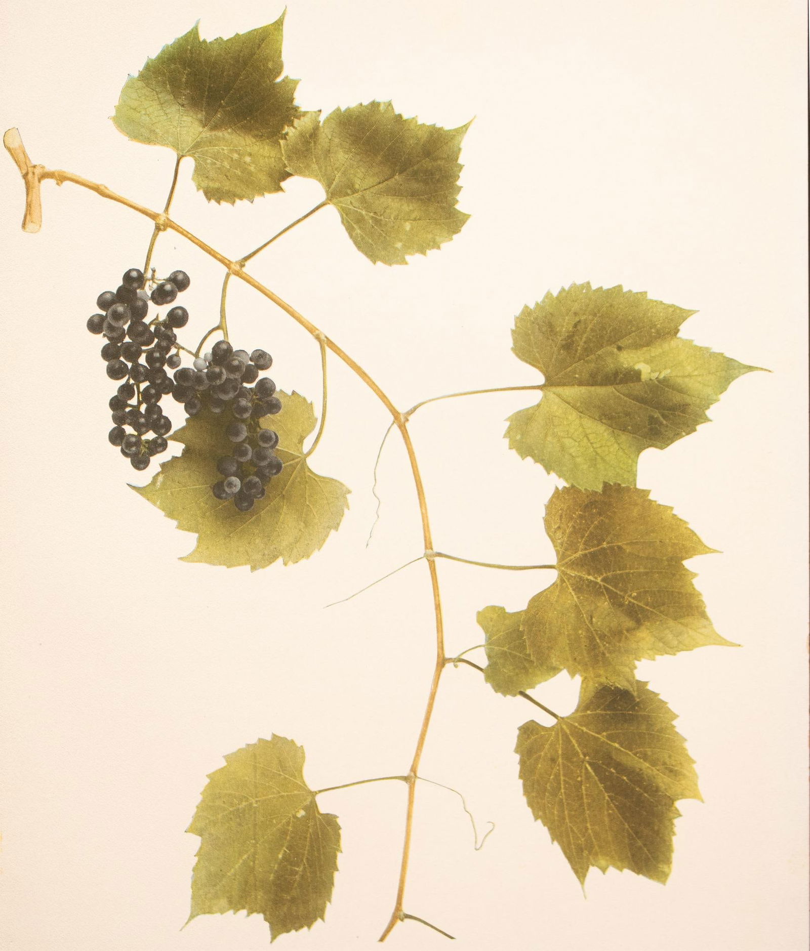 1900s U. P. Hedrick, Original Antique Photogravure of Vitis Riparia Grapes - 5