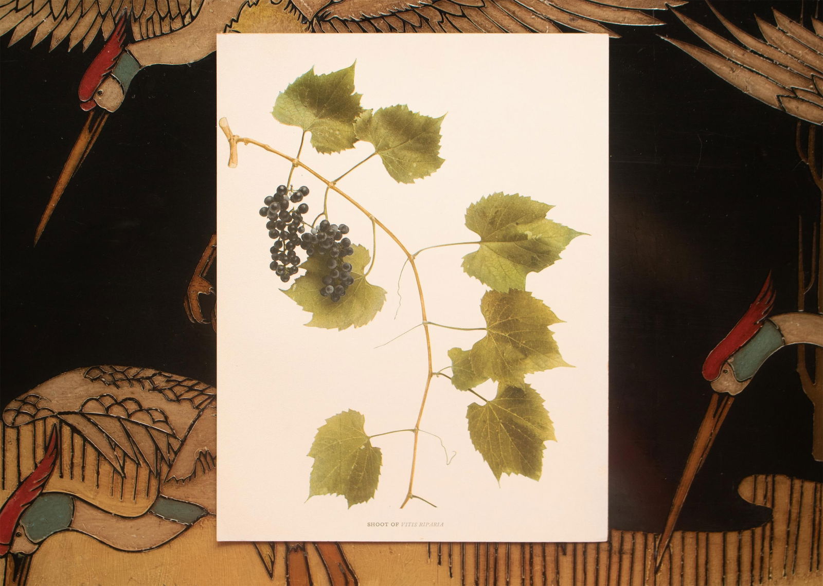 1900s U. P. Hedrick, Original Antique Photogravure of Vitis Riparia Grapes - 6
