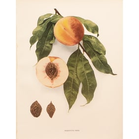 1900s U. P. Hedrick, Original Antique Photogravure of Bequette Free Peaches
