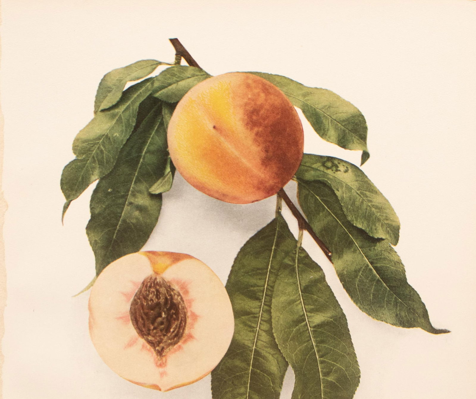 1900s U. P. Hedrick, Original Antique Photogravure of Bequette Free Peaches - 3