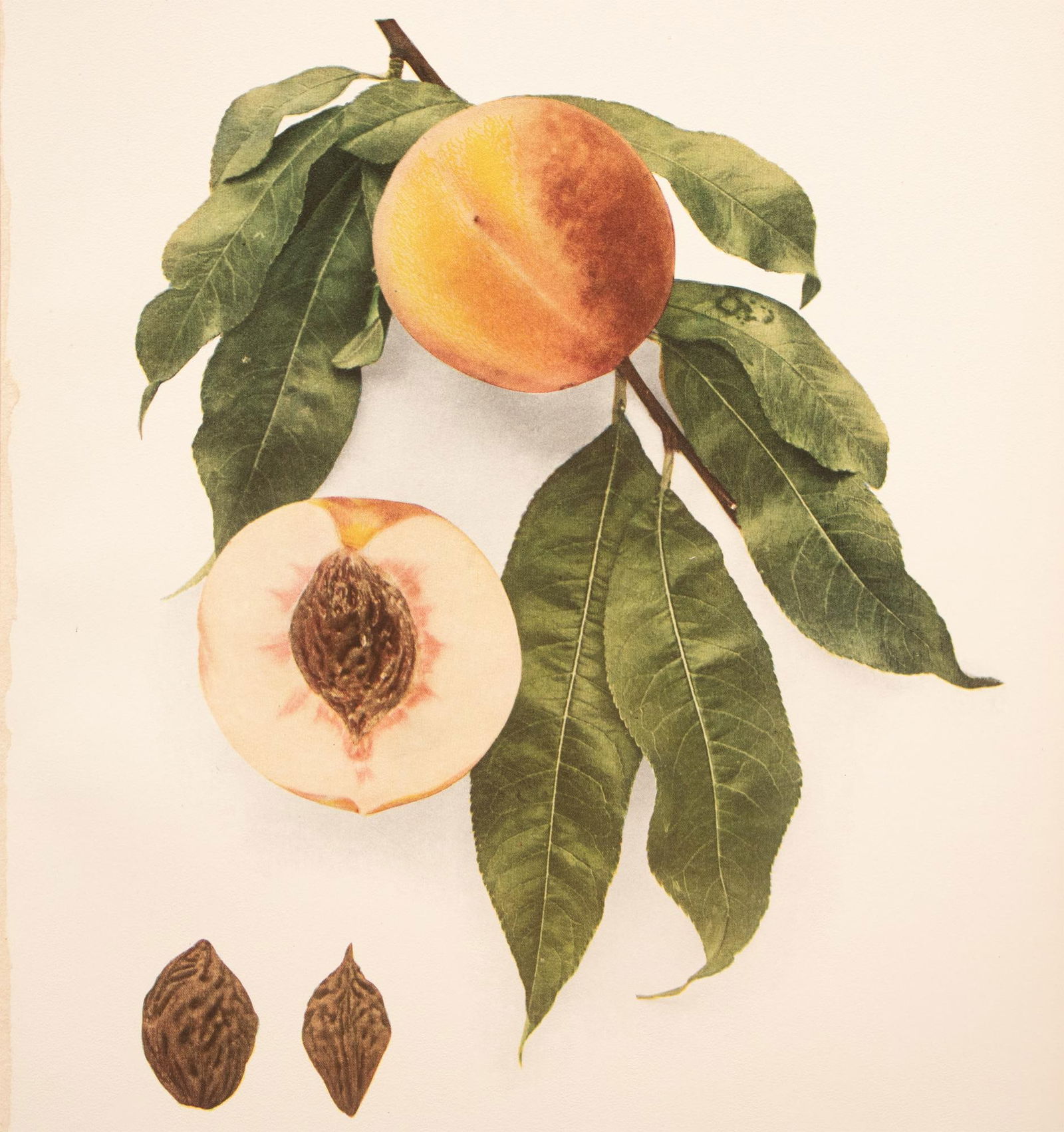 1900s U. P. Hedrick, Original Antique Photogravure of Bequette Free Peaches - 5