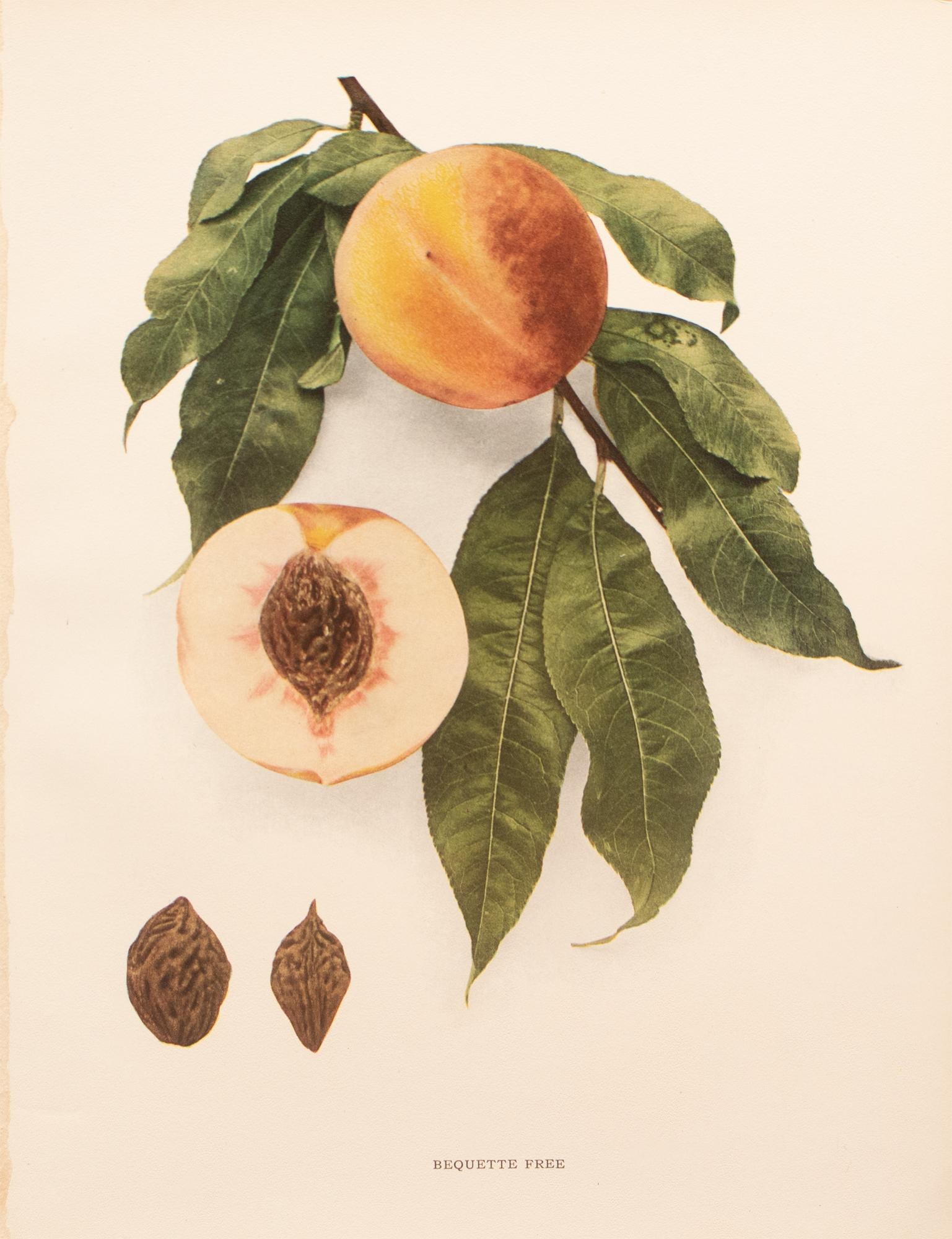 1900s U. P. Hedrick, Original Antique Photogravure of Bequette Free Peaches - 7