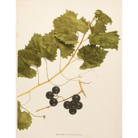 1900s U. P. Hedrick, Original Antique Photogravure of Vitis Rotundifolia Grapes