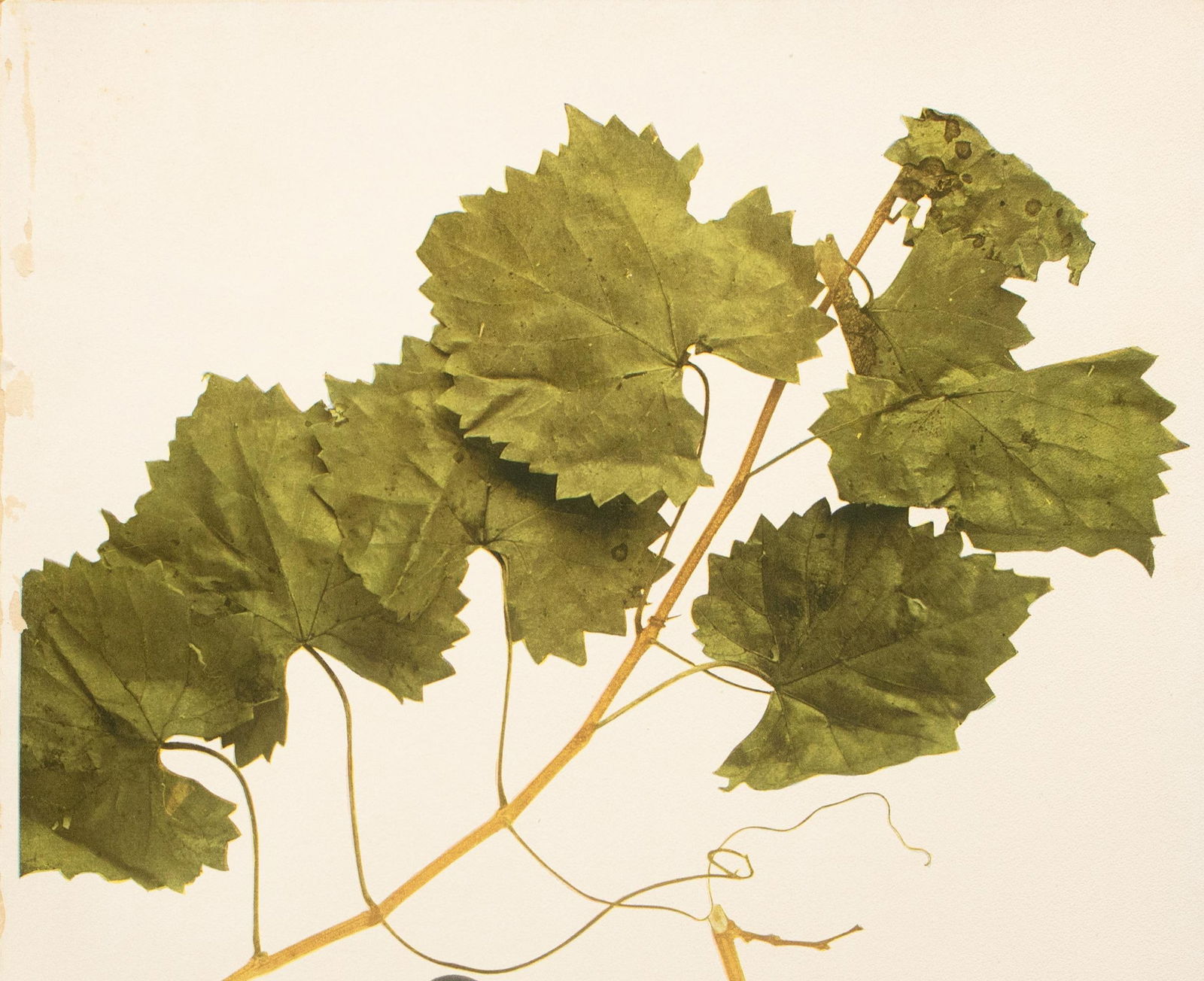 1900s U. P. Hedrick, Original Antique Photogravure of Vitis Rotundifolia Grapes - 2