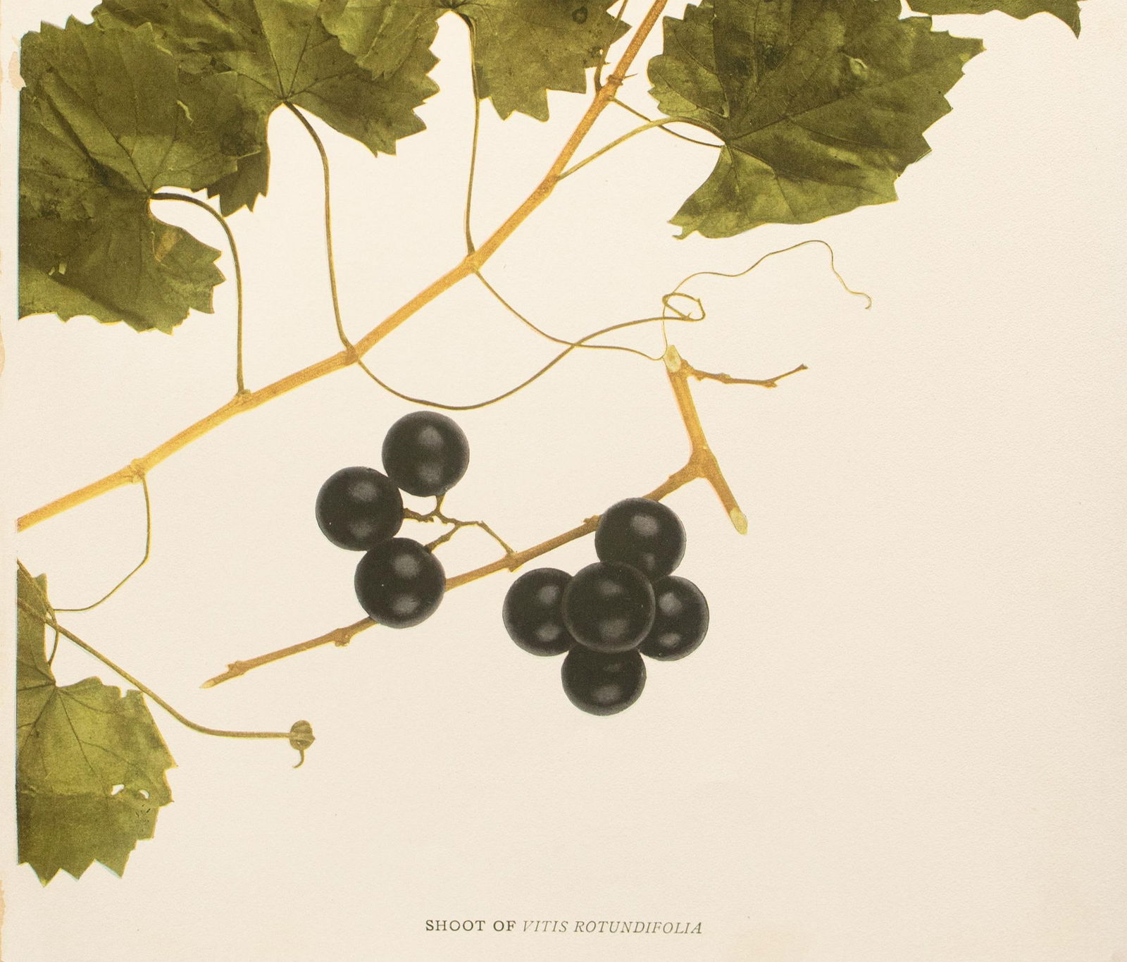1900s U. P. Hedrick, Original Antique Photogravure of Vitis Rotundifolia Grapes - 3