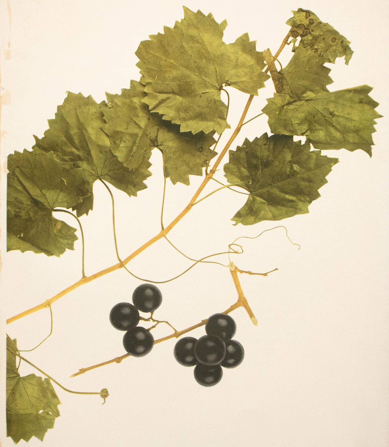 1900s U. P. Hedrick, Original Antique Photogravure of Vitis Rotundifolia Grapes - 4