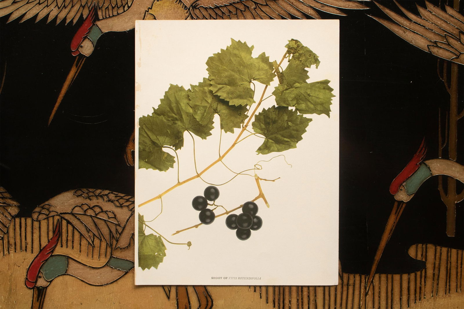1900s U. P. Hedrick, Original Antique Photogravure of Vitis Rotundifolia Grapes - 6