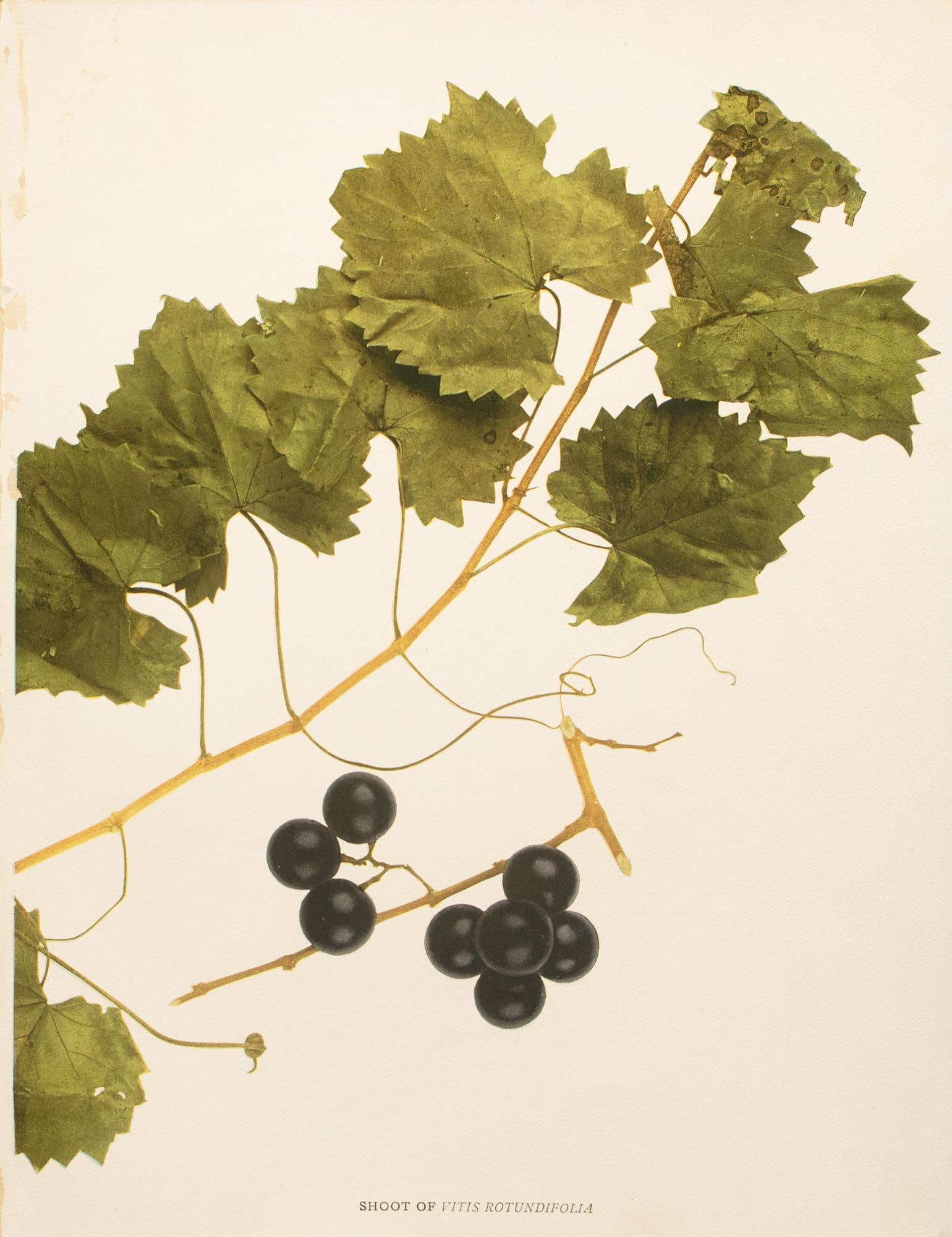 1900s U. P. Hedrick, Original Antique Photogravure of Vitis Rotundifolia Grapes - 7