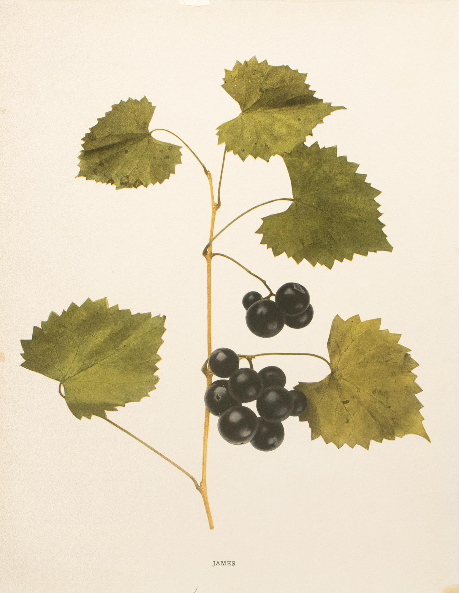 1900s U. P. Hedrick, Original Antique Photogravure of James Grapes - 2