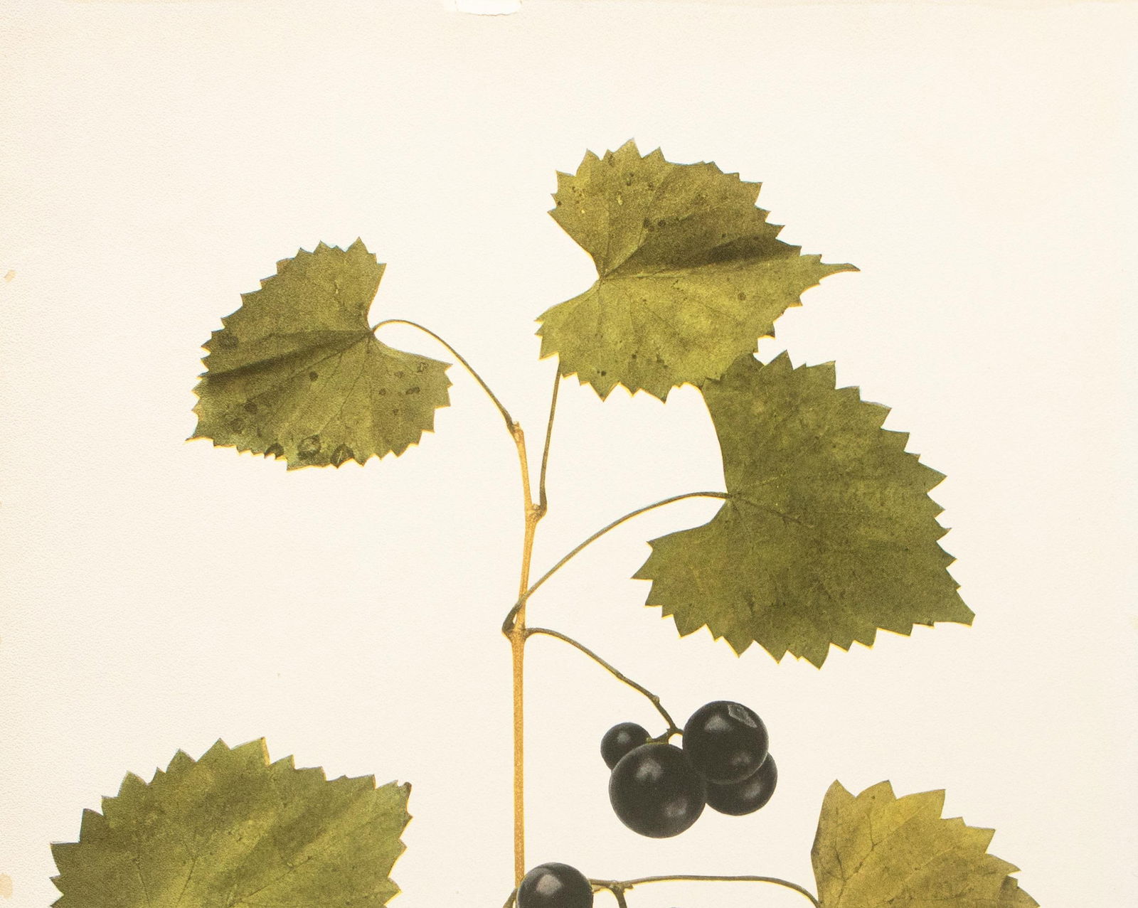 1900s U. P. Hedrick, Original Antique Photogravure of James Grapes - 3