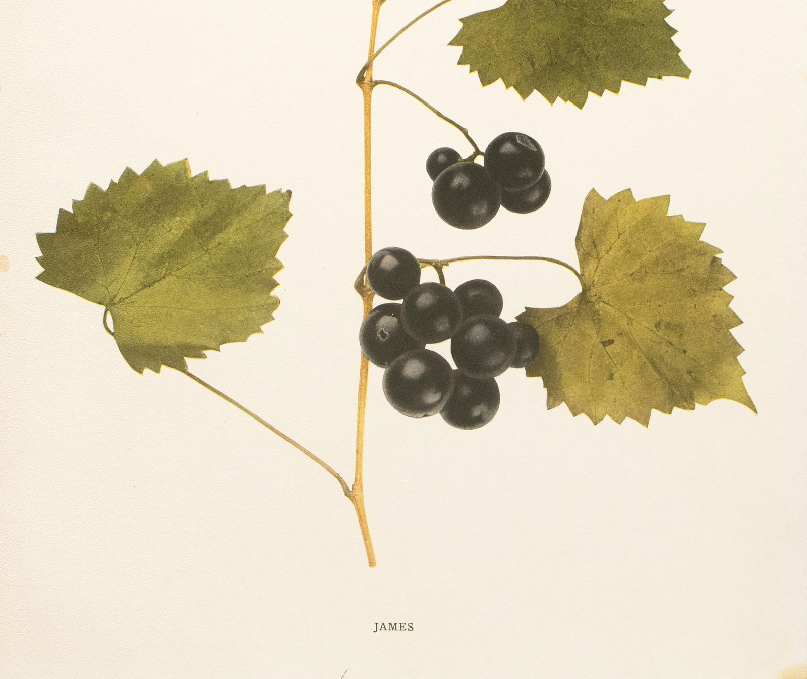 1900s U. P. Hedrick, Original Antique Photogravure of James Grapes - 4