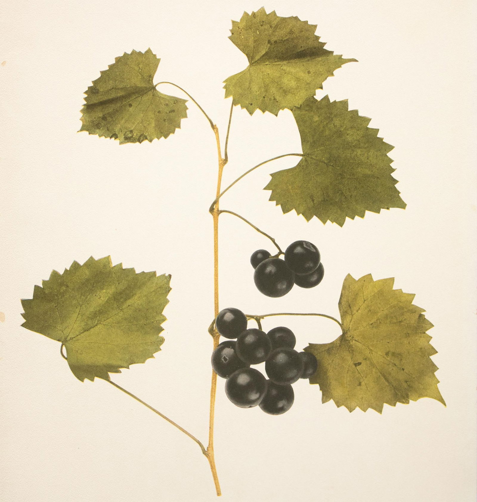 1900s U. P. Hedrick, Original Antique Photogravure of James Grapes - 5