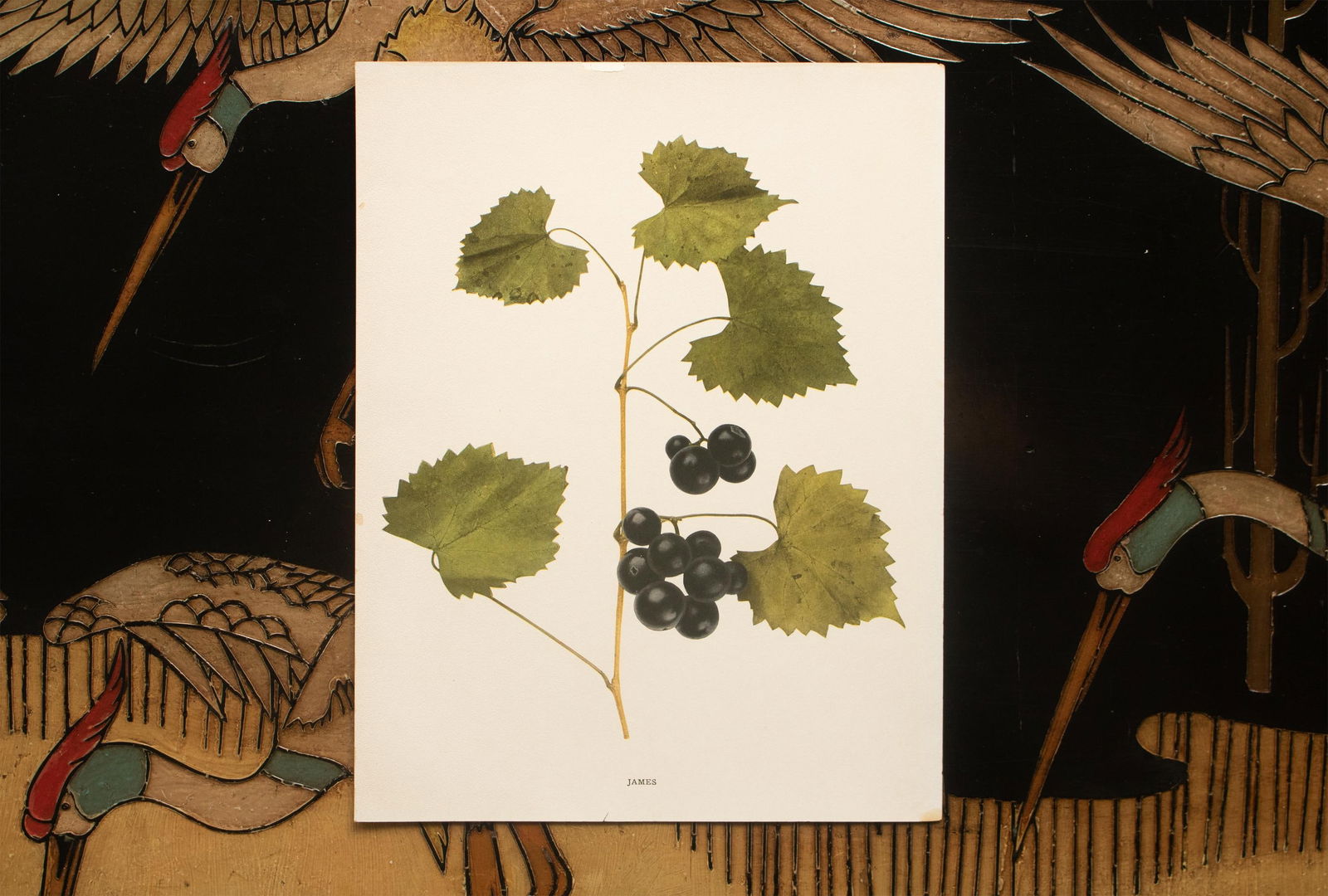 1900s U. P. Hedrick, Original Antique Photogravure of James Grapes - 6