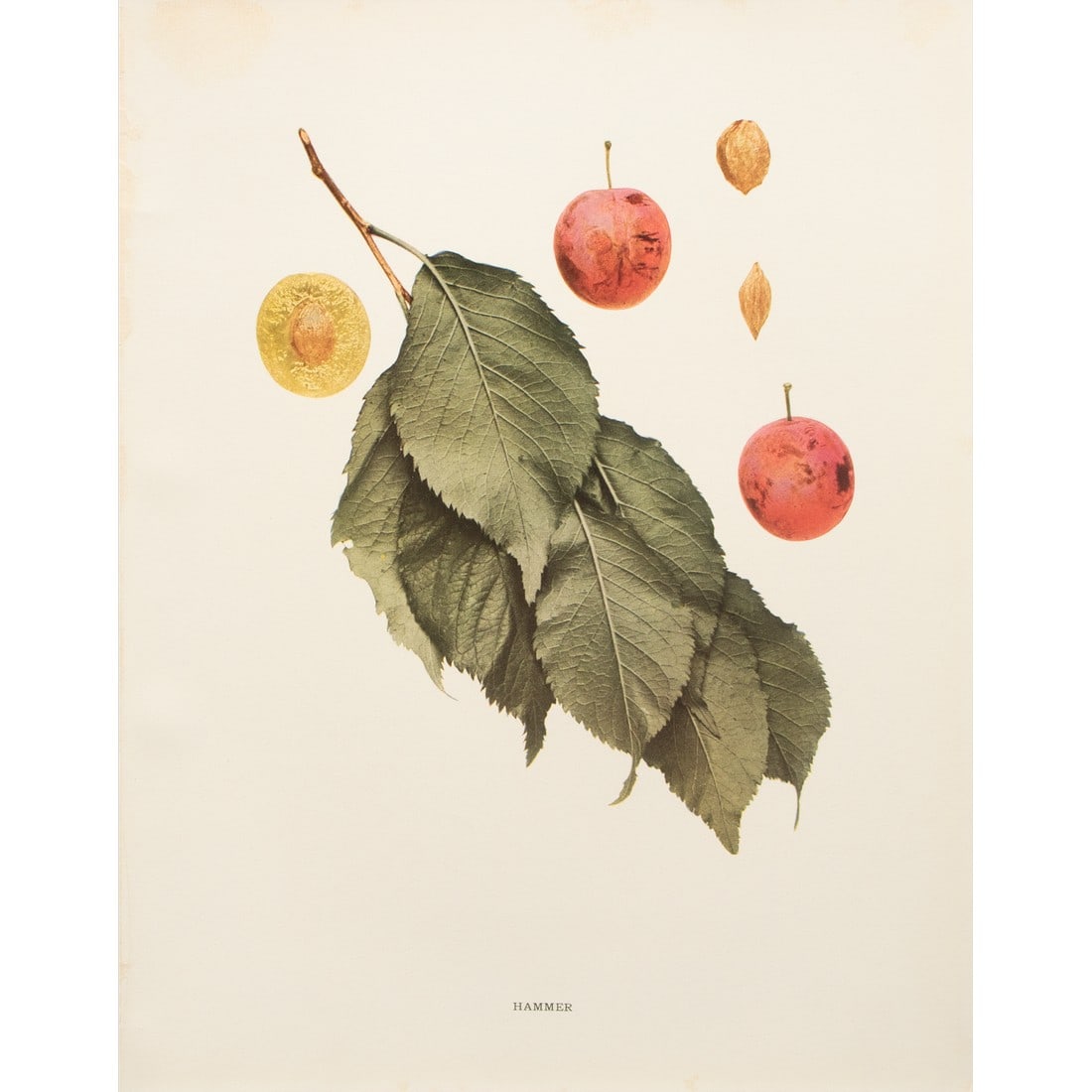1900s U. P. Hedrick, Original Antique Photogravure of Hammer Plums: A magnificent original antique photogravure (print) of Hammer Plums by Ulysses Prentiss Hedrick (1870-1951). Superb quality. Printed on one side on heavy paper. Published and printed in early 1900s.