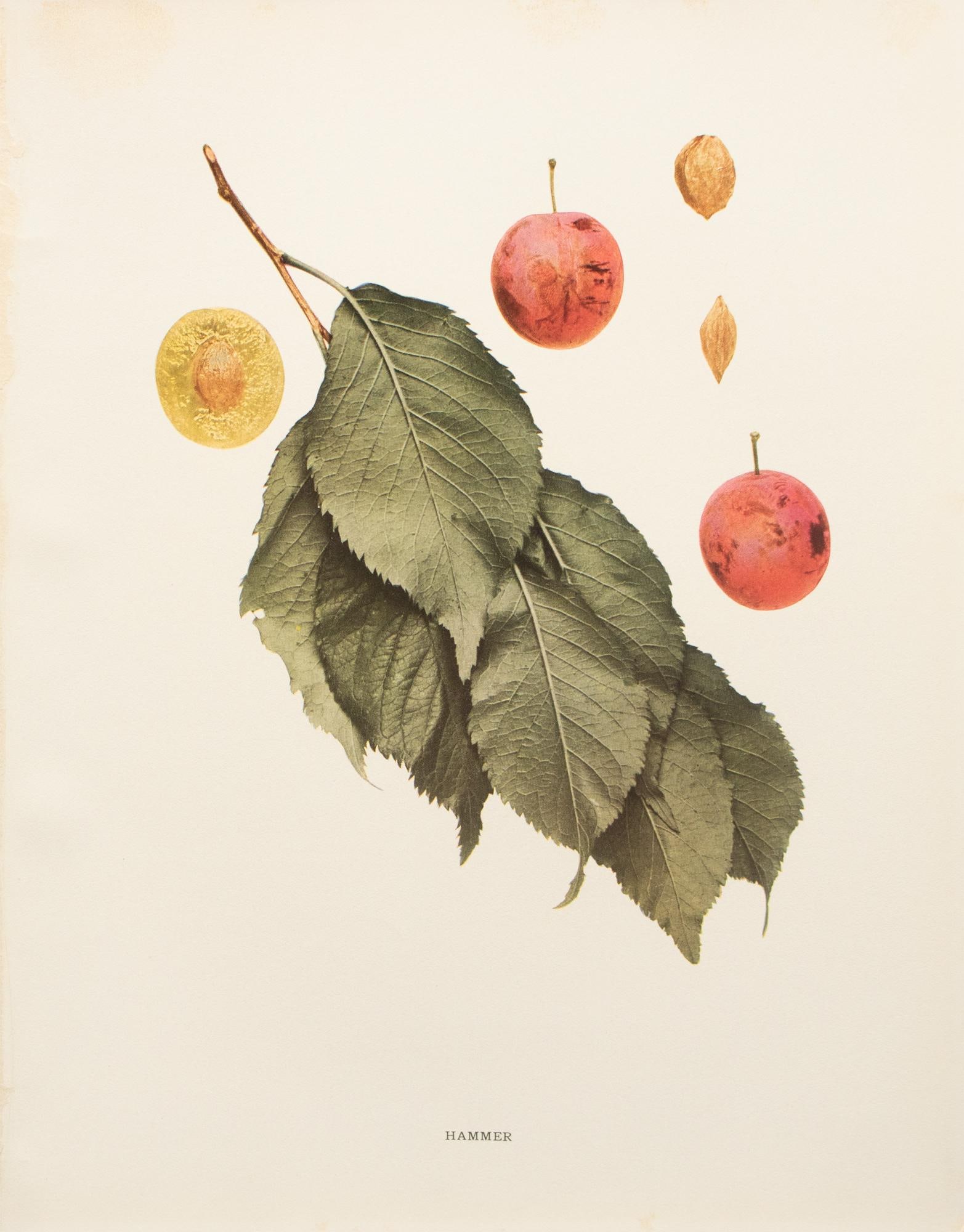 1900s U. P. Hedrick, Original Antique Photogravure of Hammer Plums - 2