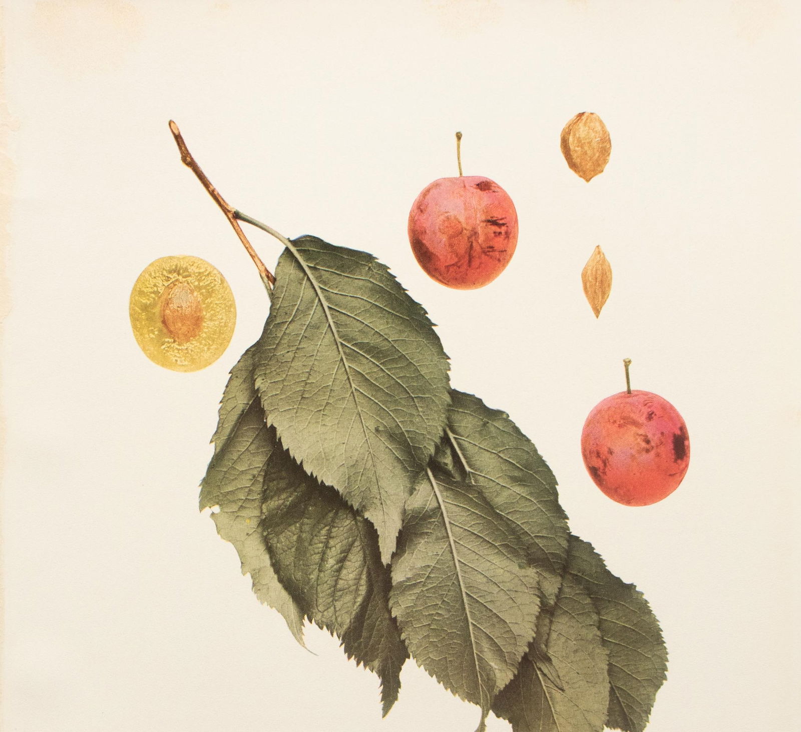 1900s U. P. Hedrick, Original Antique Photogravure of Hammer Plums - 3