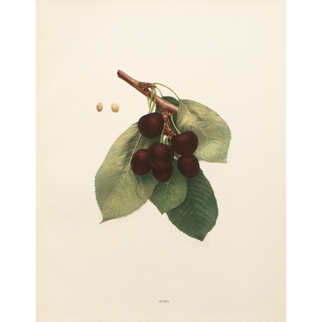 1900s U. P. Hedrick, Original Antique Photogravure of Bing Cherries