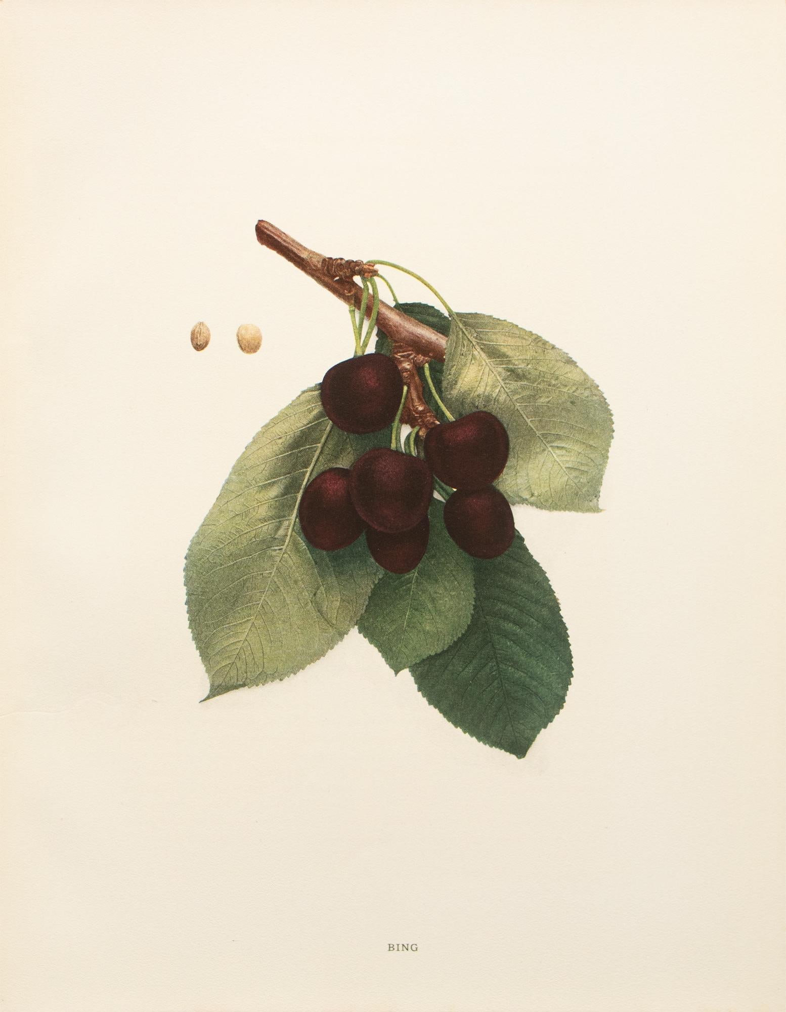 1900s U. P. Hedrick, Original Antique Photogravure of Bing Cherries - 2