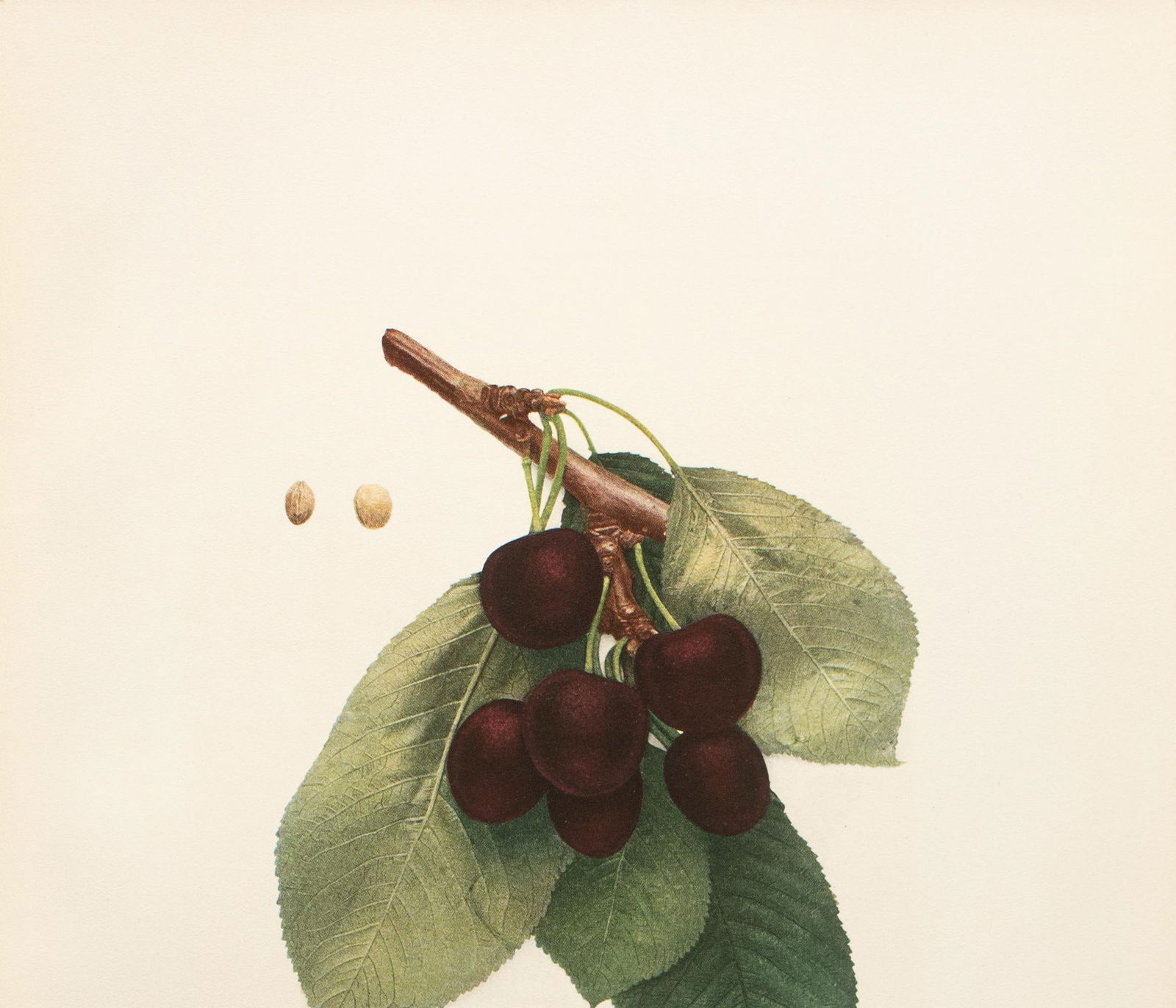 1900s U. P. Hedrick, Original Antique Photogravure of Bing Cherries - 3