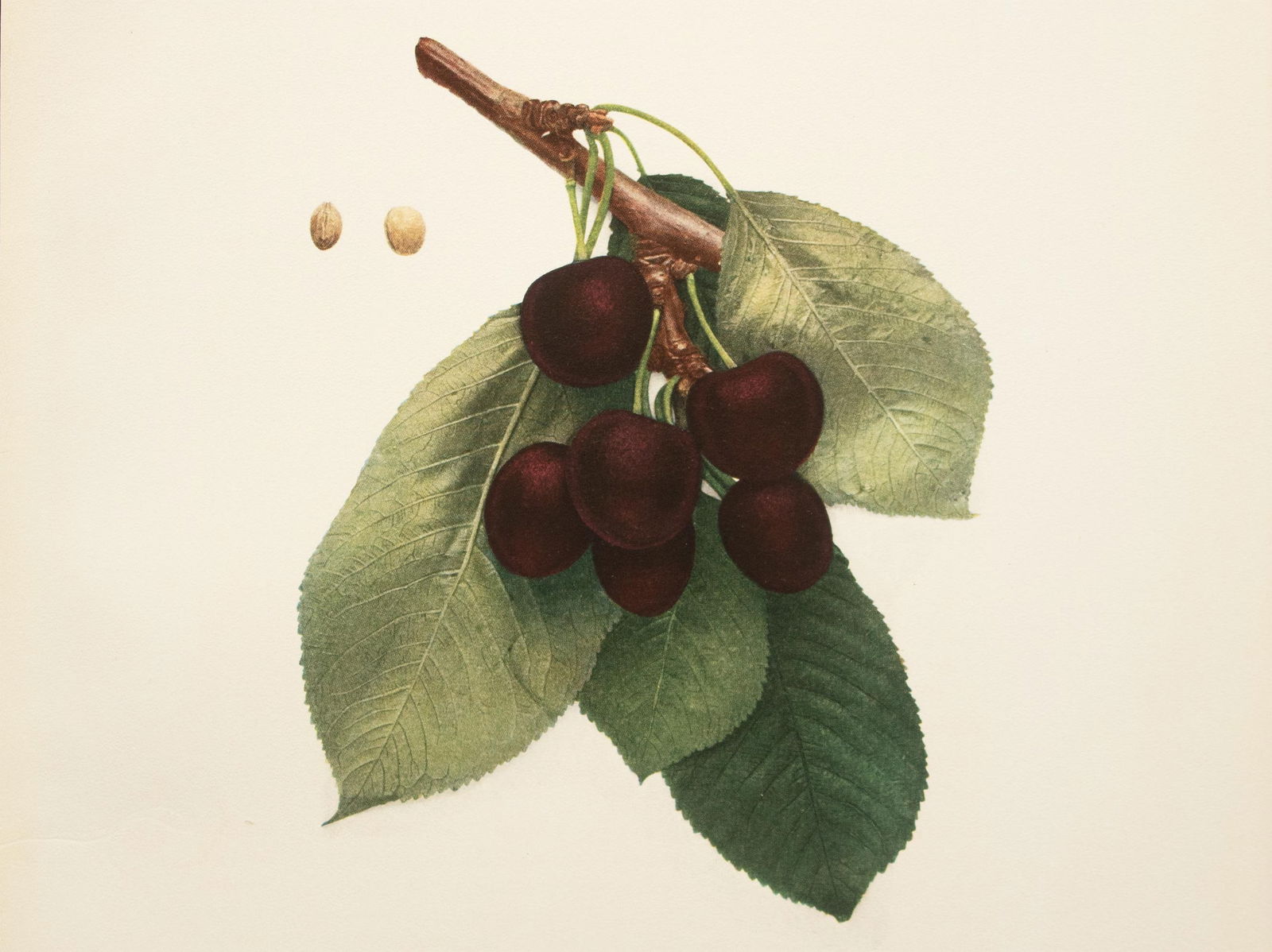 1900s U. P. Hedrick, Original Antique Photogravure of Bing Cherries - 5