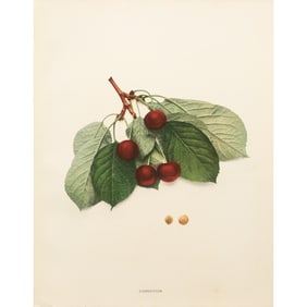 1900s U. P. Hedrick, Original Antique Photogravure of Carnation Cherries
