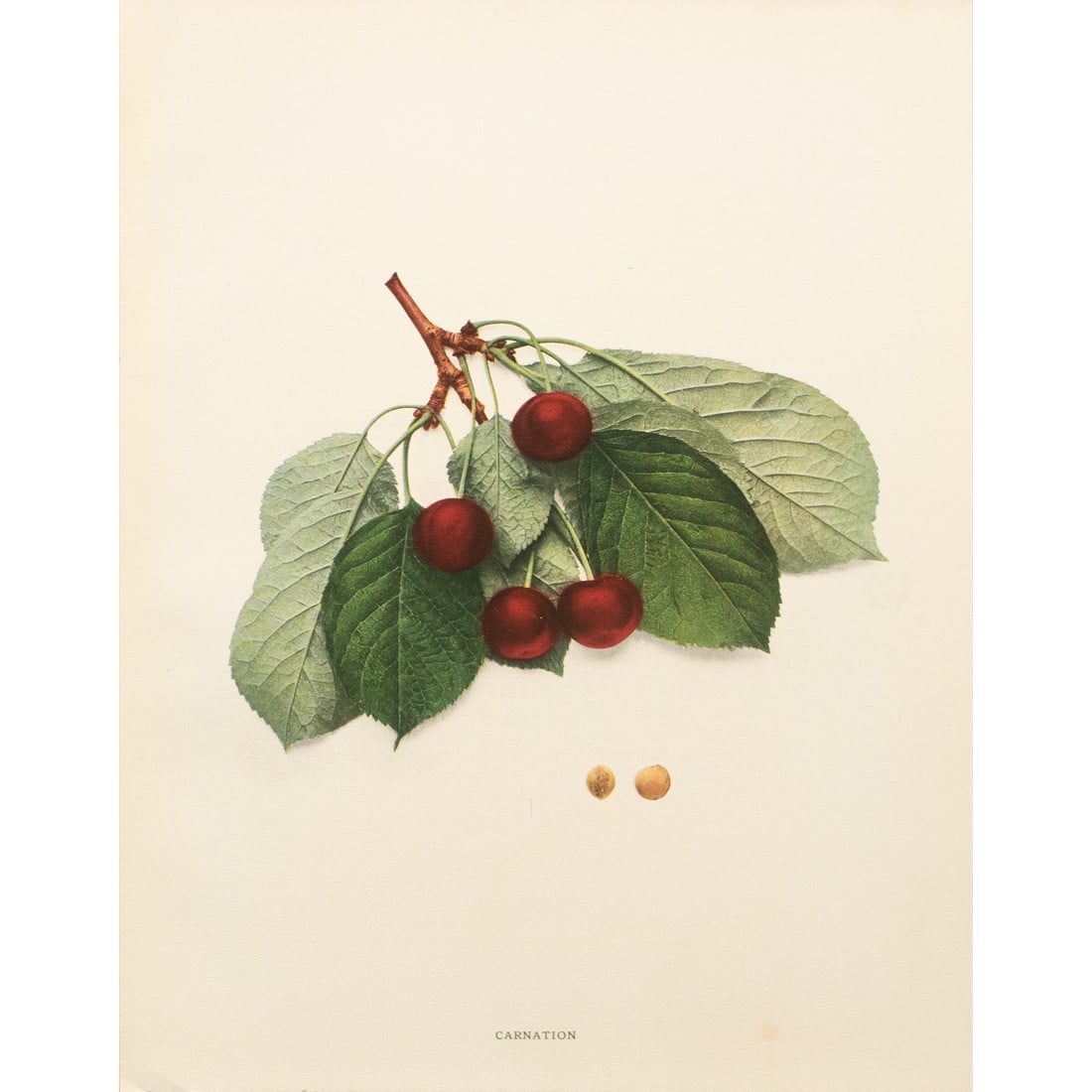1900s U. P. Hedrick, Original Antique Photogravure of Carnation Cherries: A magnificent original antique photogravure (print) of Carnation Cherries by Ulysses Prentiss Hedrick (1870-1951). Superb quality. Printed on one side on heavy paper. Published and printed in early