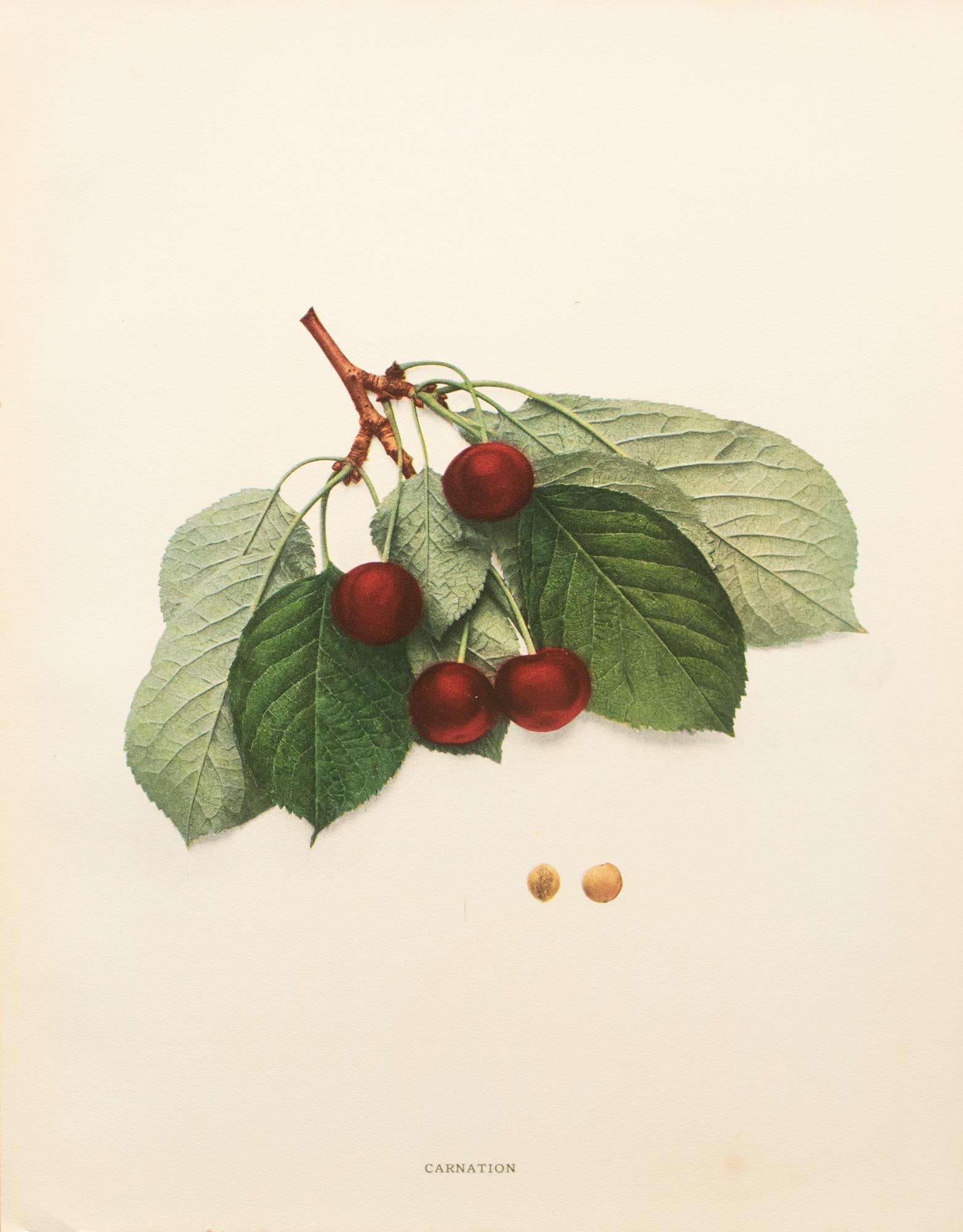 1900s U. P. Hedrick, Original Antique Photogravure of Carnation Cherries - 2